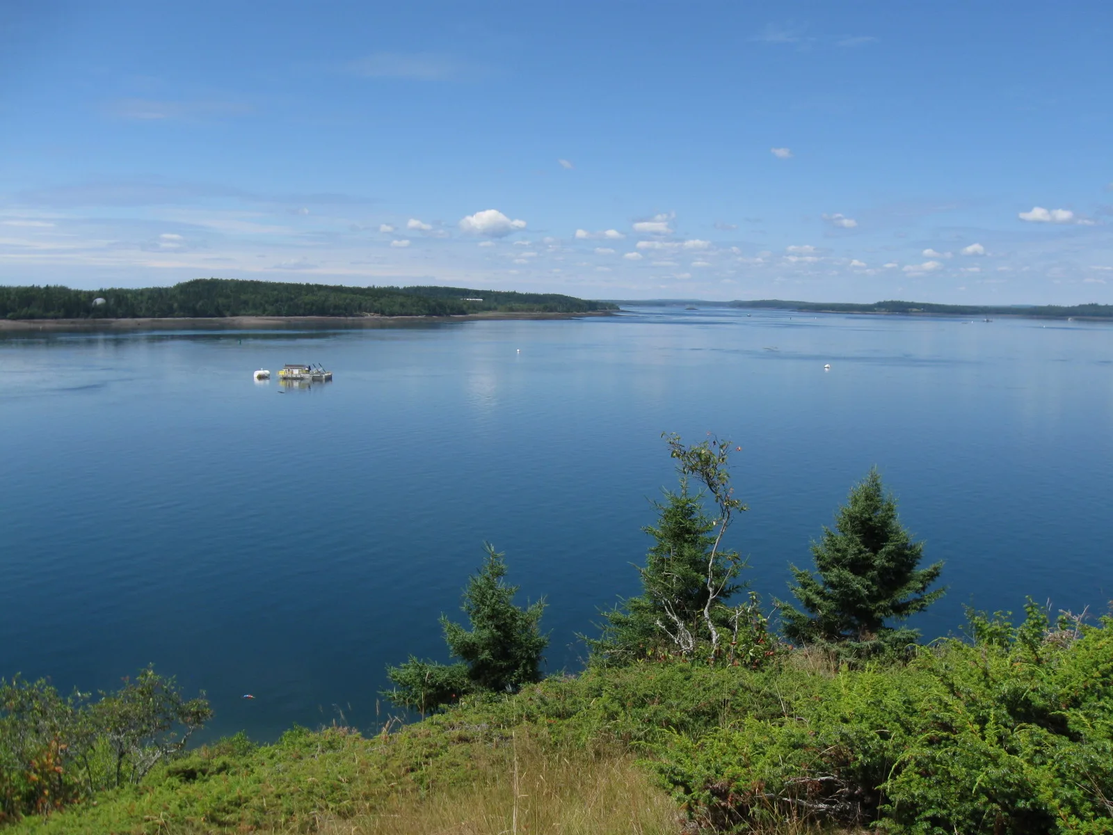 Deep blue bay seen over green shrubs and spruce, with a low wooded shore across the water