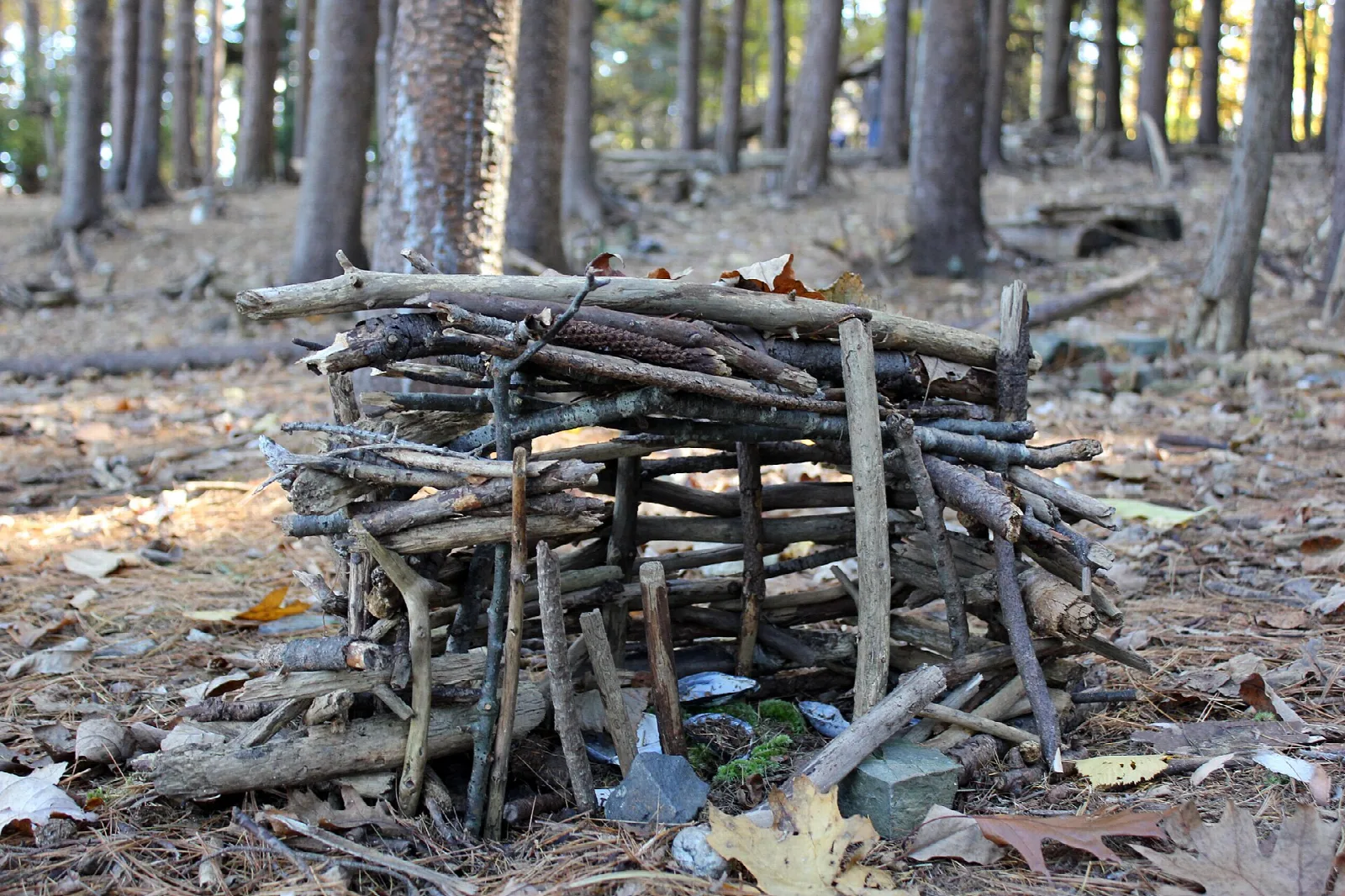 Small hut of stacked twigs among tall pines on a forest floor