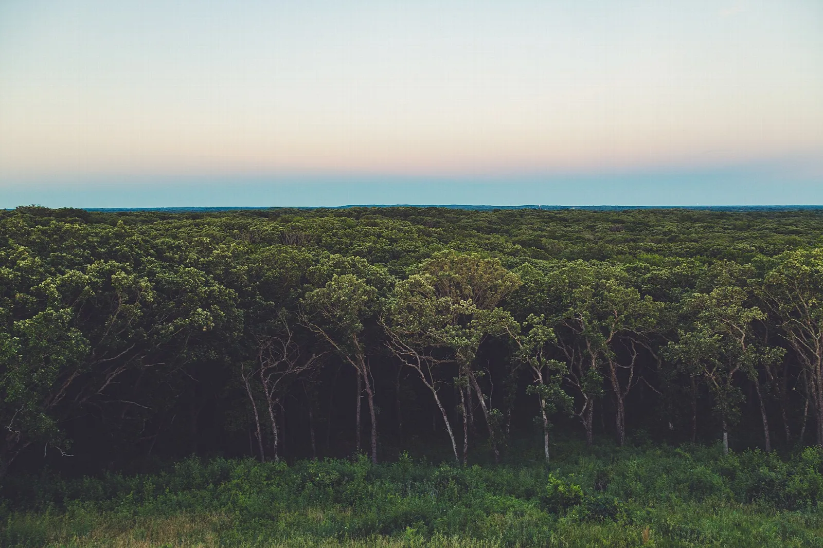 Rows of tall trees across a green meadow at sunset