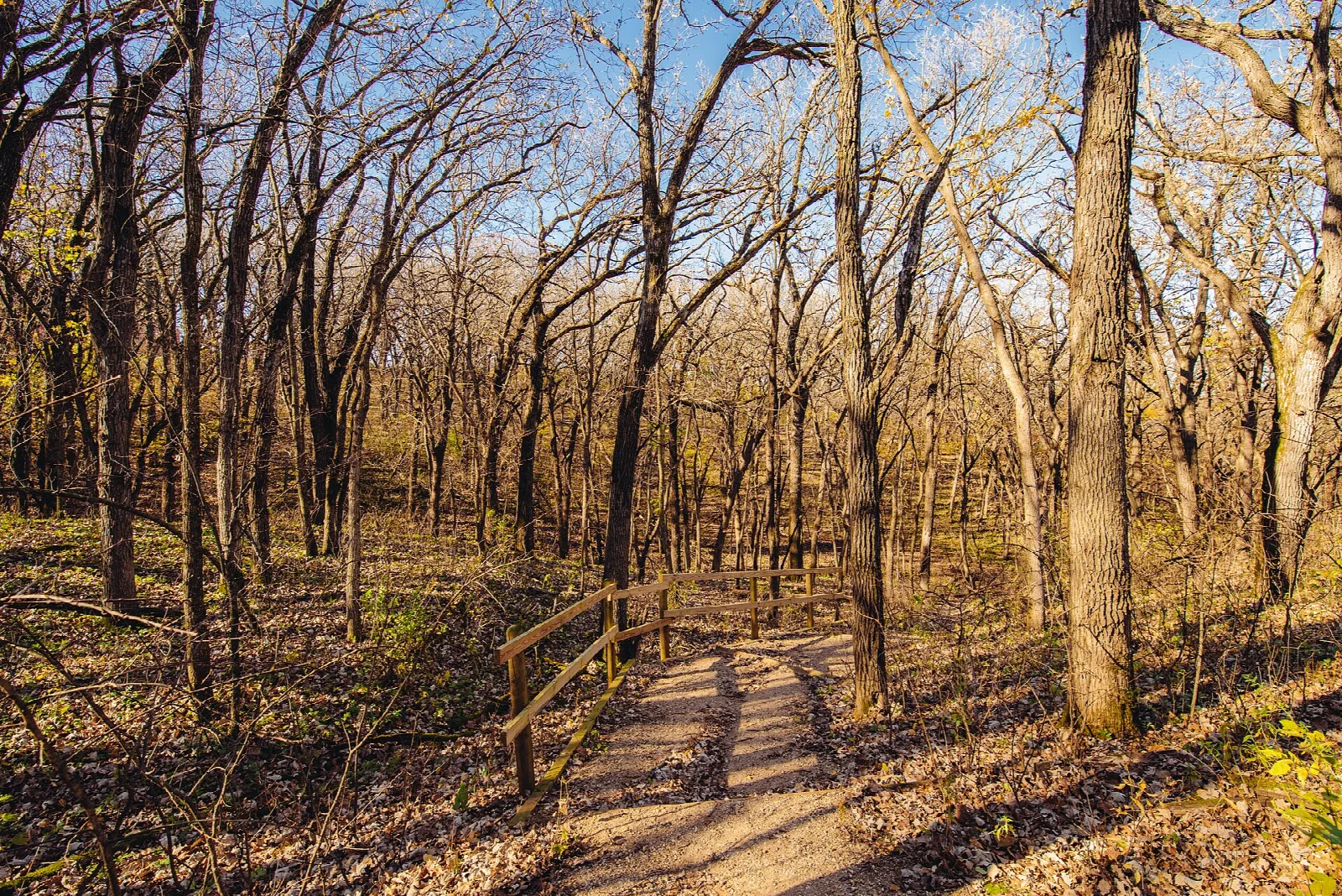 Dirt trail with a wooden railing through bare oak woods
