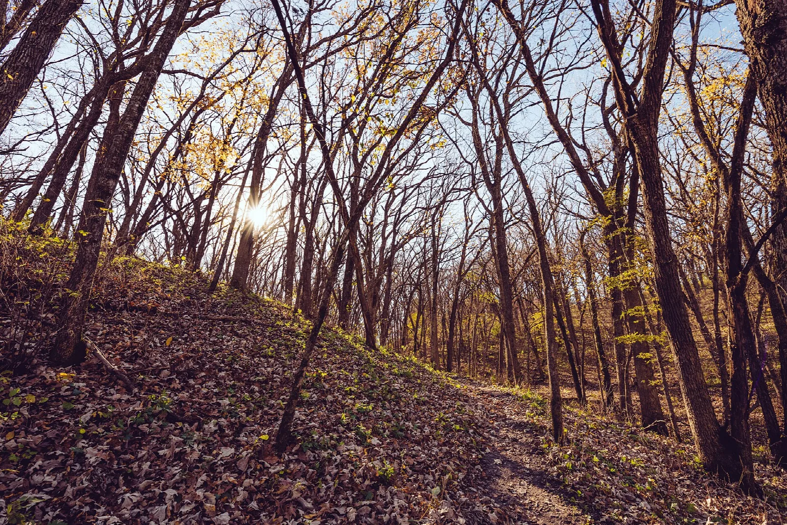 Sunlit hardwood forest with fallen autumn leaves on a hillside