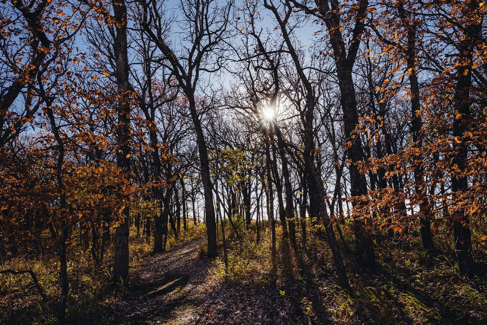 Path winding through autumn woods with long shadows