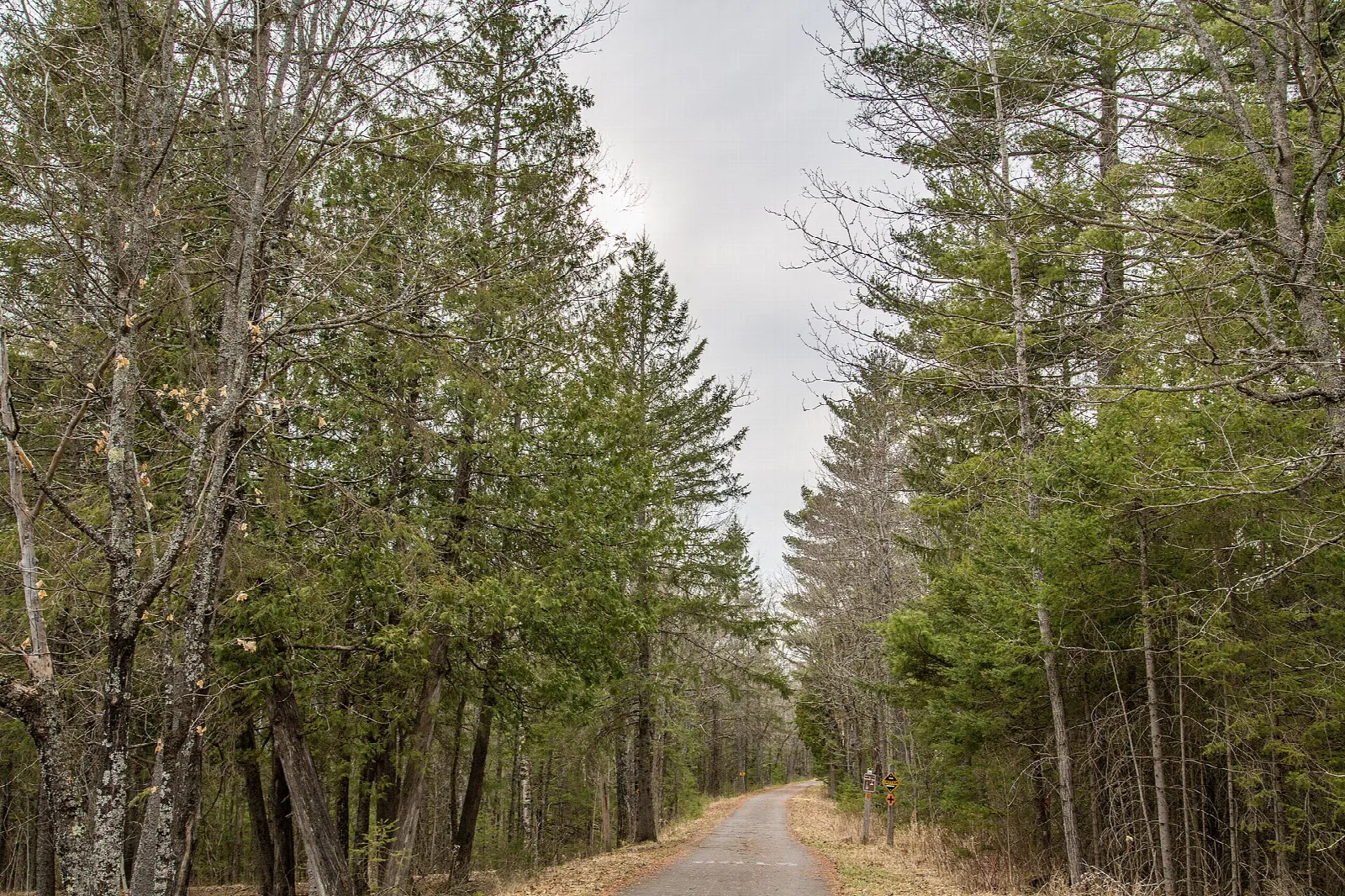 Wide gravel trail through green forest