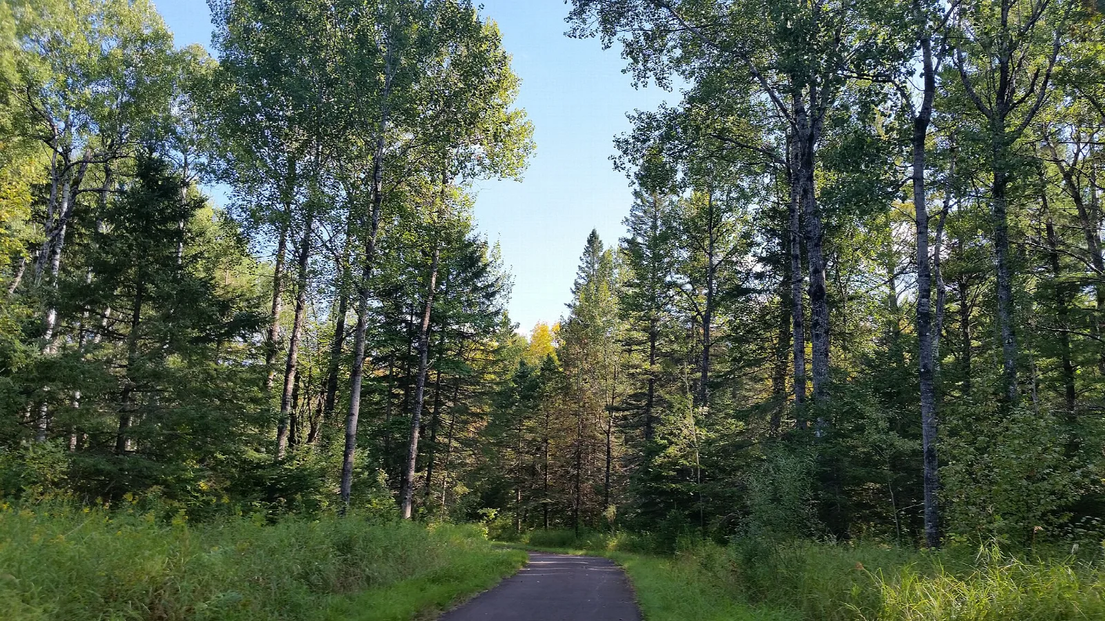 Paved trail through tall trees and grass in summer