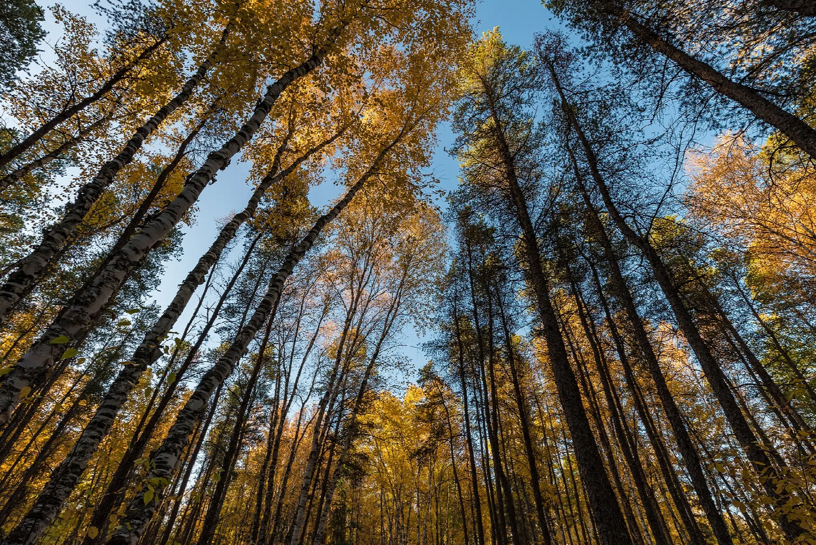 Looking up through tall autumn trees toward the sky