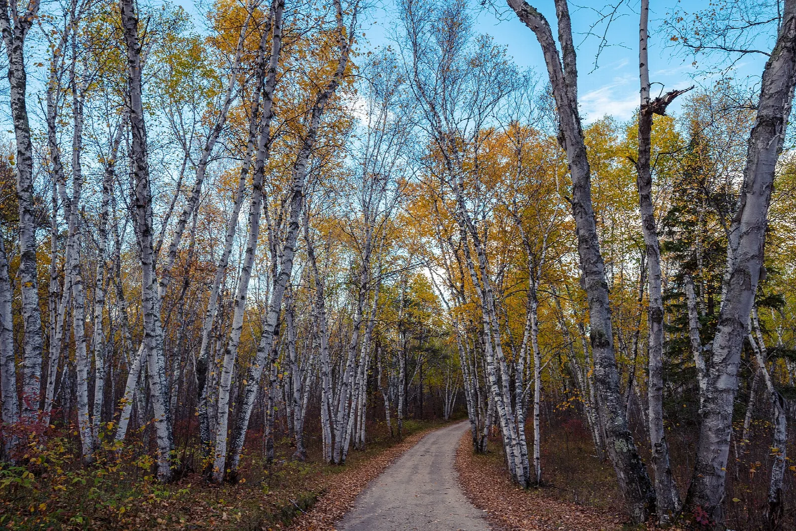 Dirt road curving through white birch trees in autumn