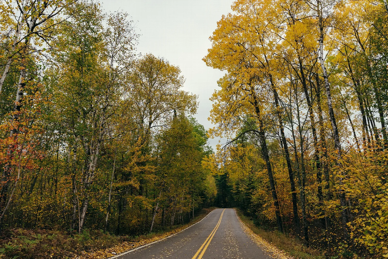 Paved park road bending through yellow autumn trees