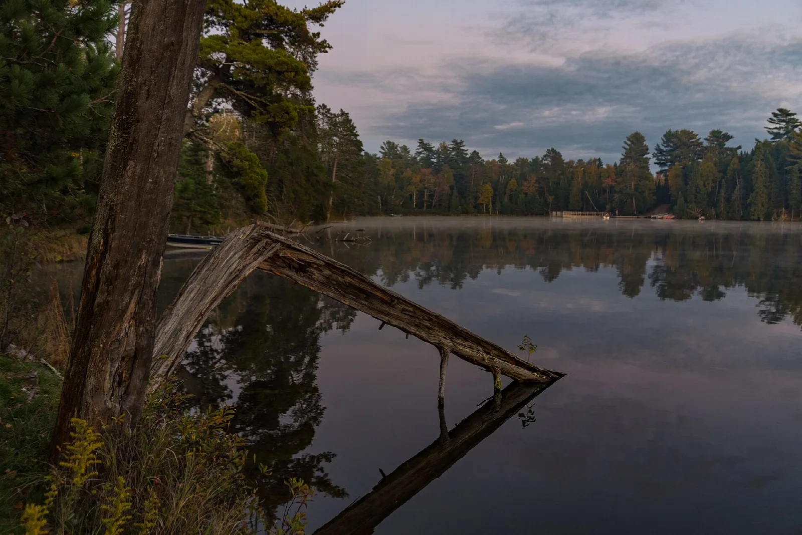 Still lake with a fallen tree and pine shoreline at dusk
