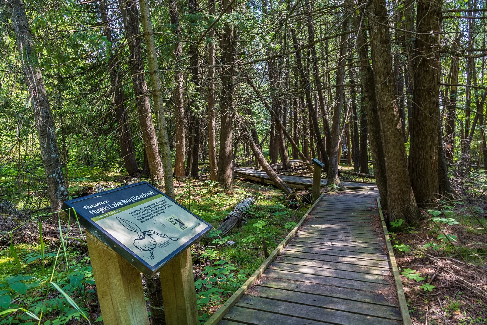 Wooden boardwalk through shaded forest with an interpretive sign