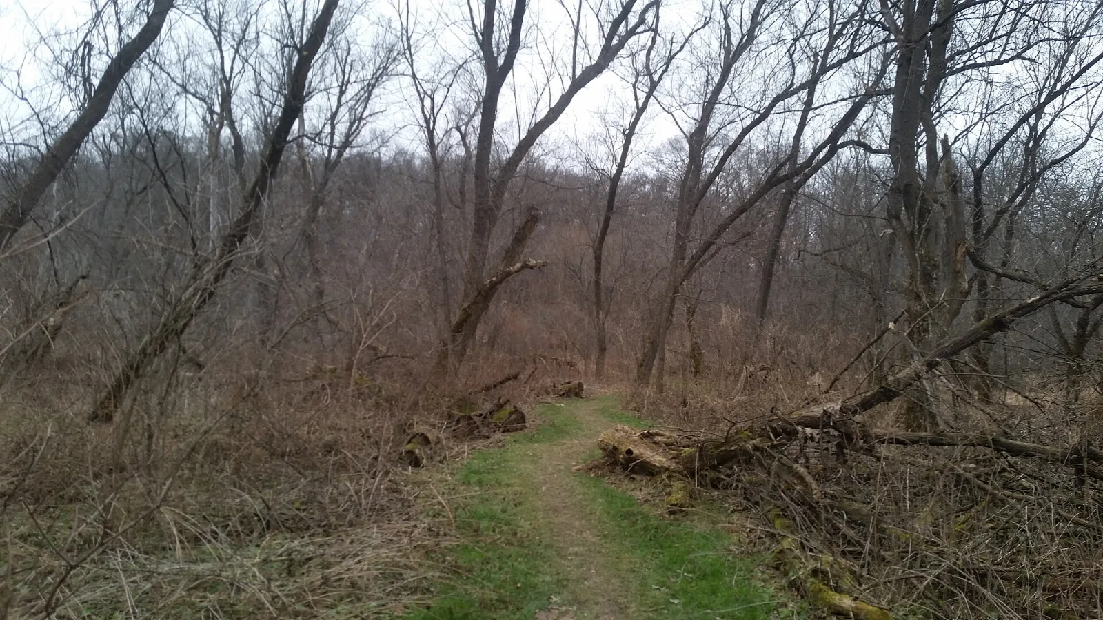 Grassy path through bare early-spring woods
