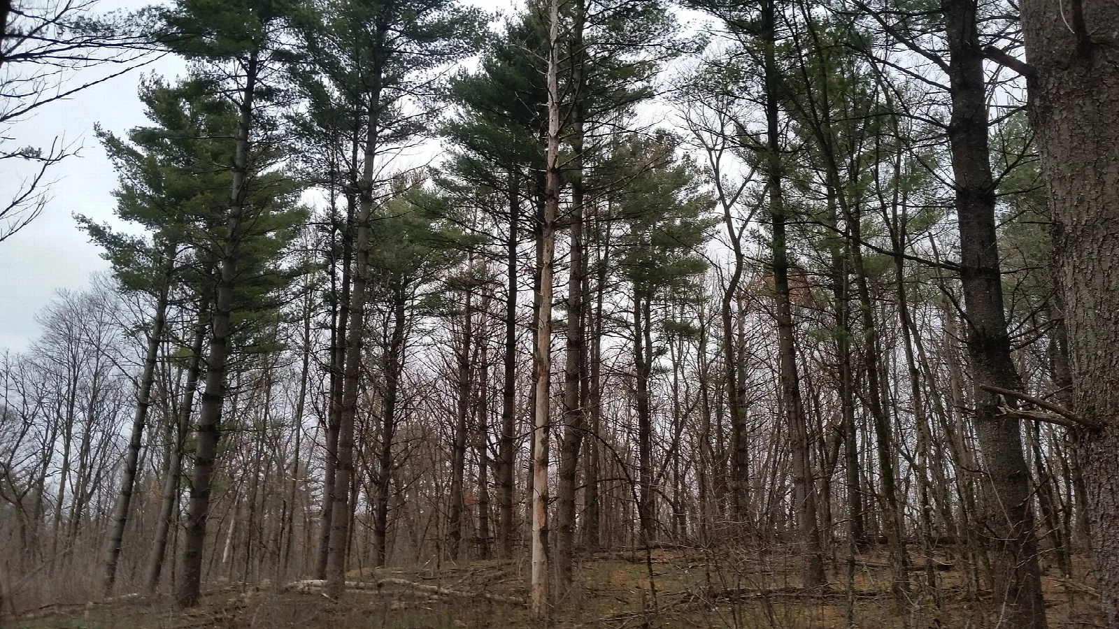 Tall white pines in an open woodland
