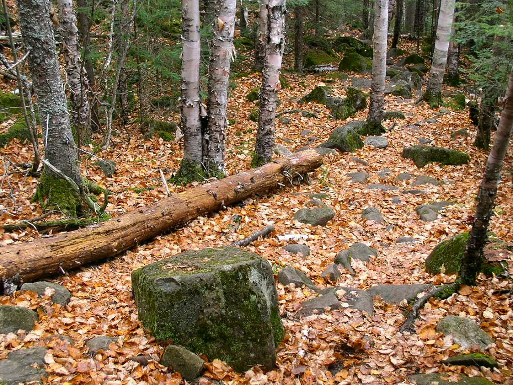 Rocky forest trail covered in fallen orange leaves with birch trunks