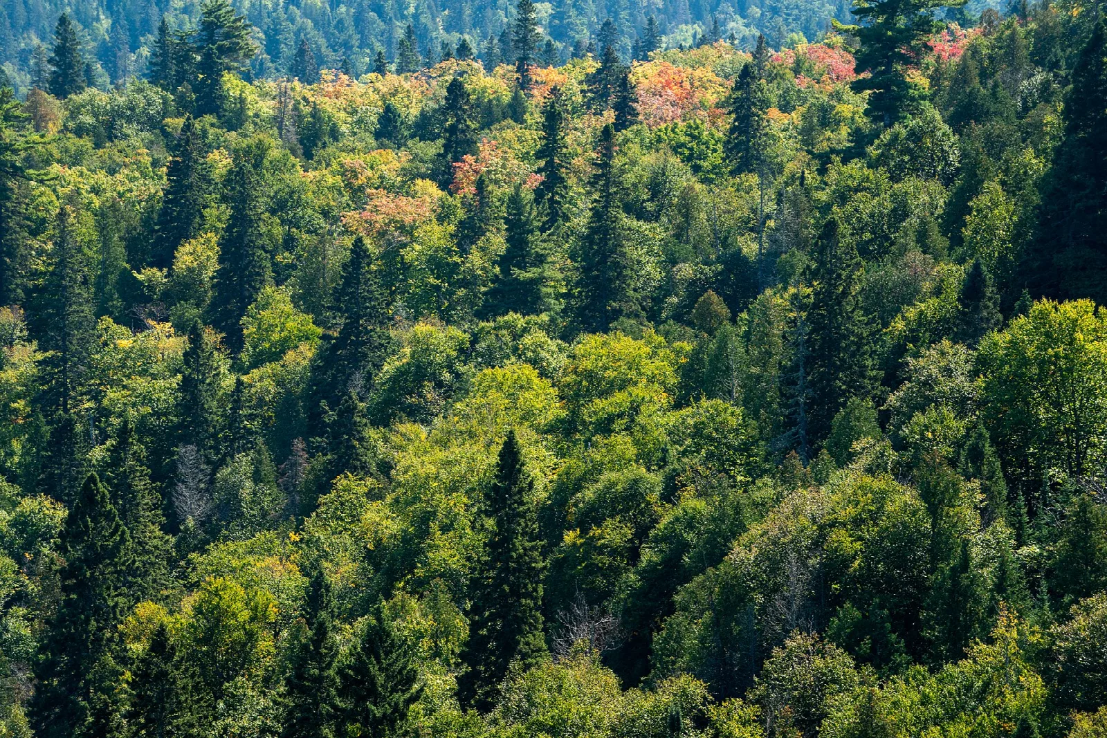 Hillside of green and orange autumn trees seen from above