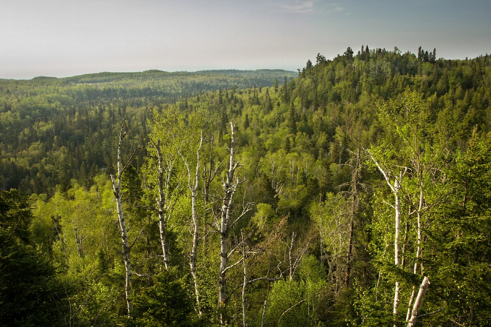 Forested ridges with birch trees stretching to a hazy horizon