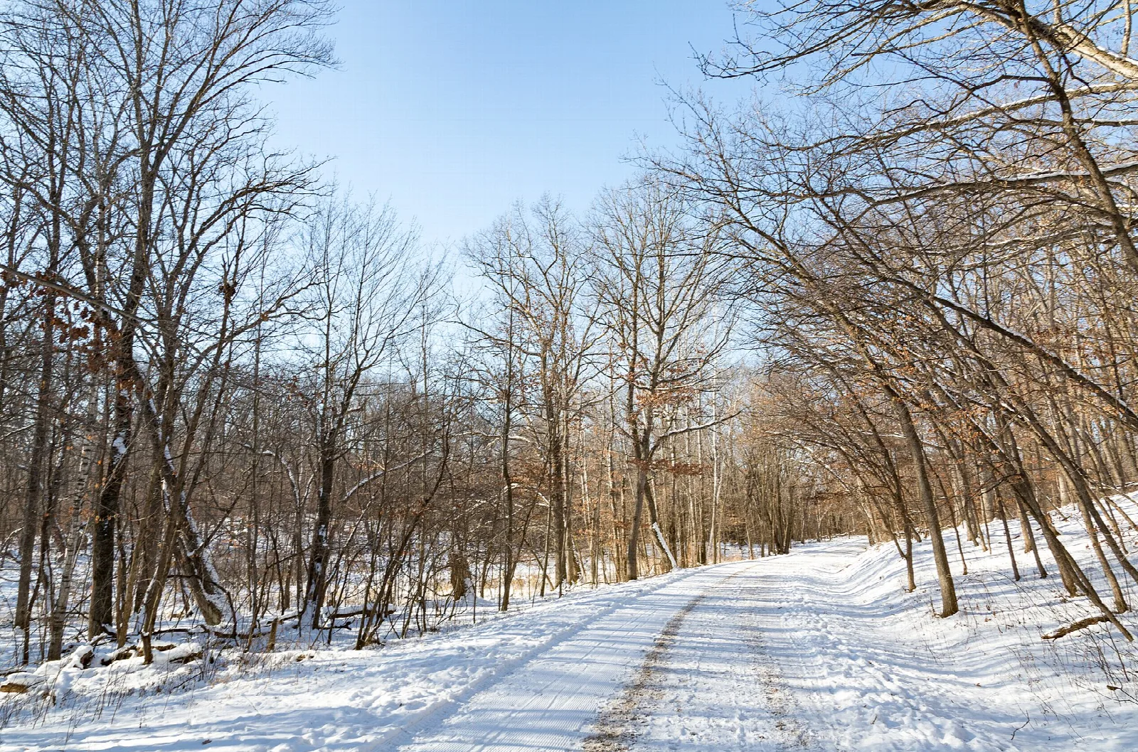 Snow-covered trail under bare trees and blue sky