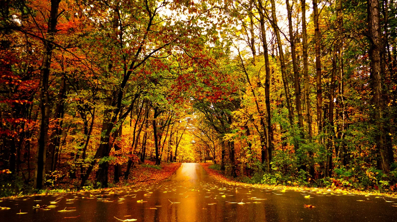 Wet road through orange and yellow autumn forest at sunset
