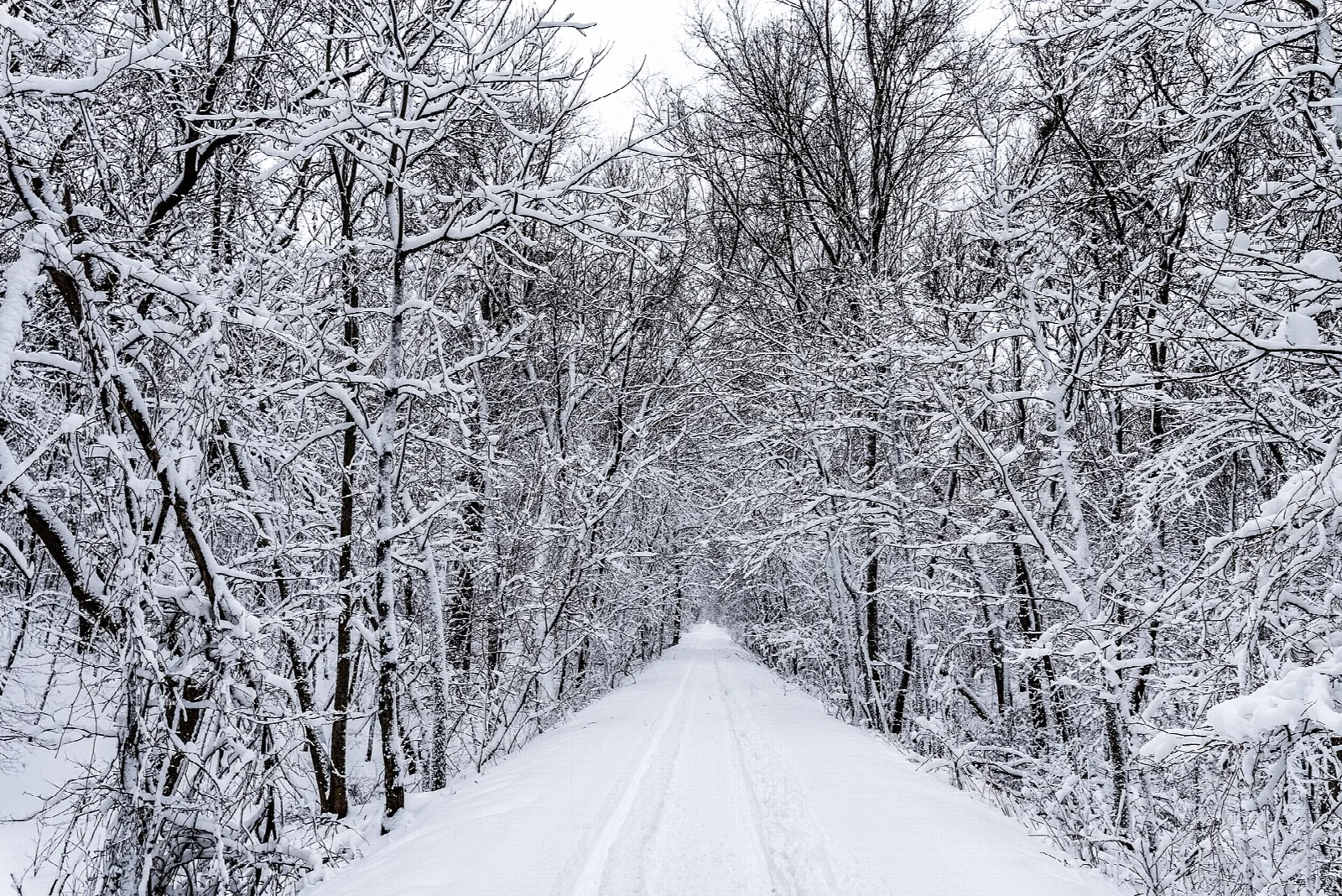 Snow-covered trail between snowy trees in winter