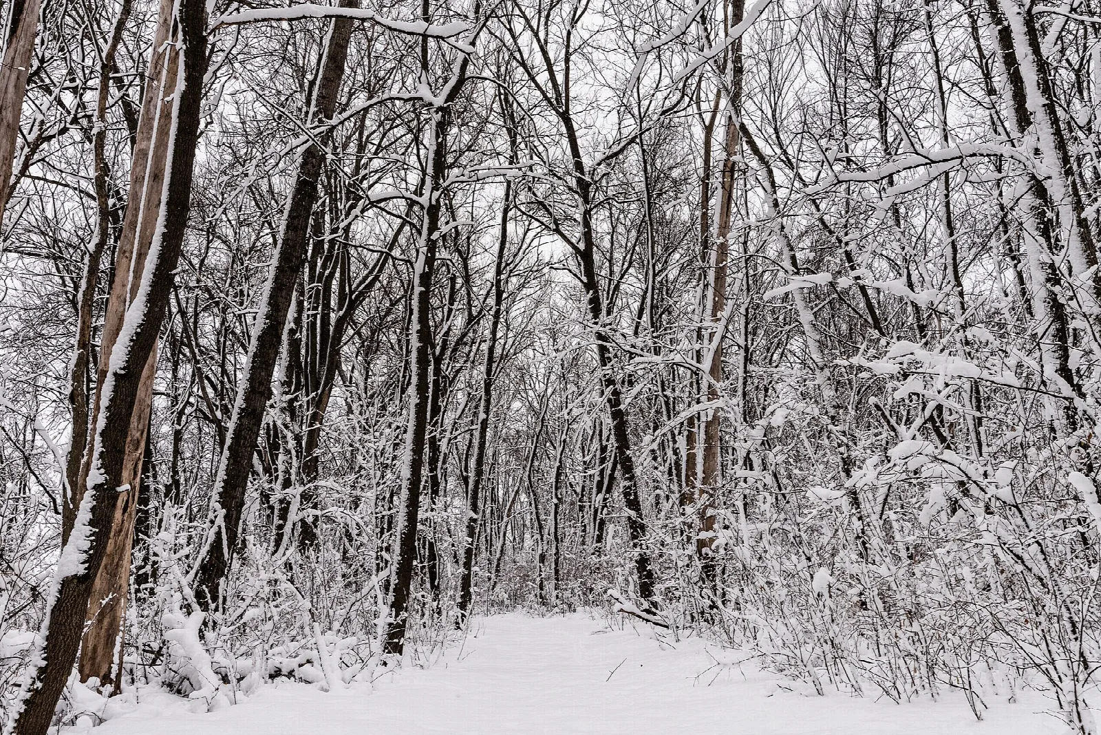 Snowy path through frosted trees