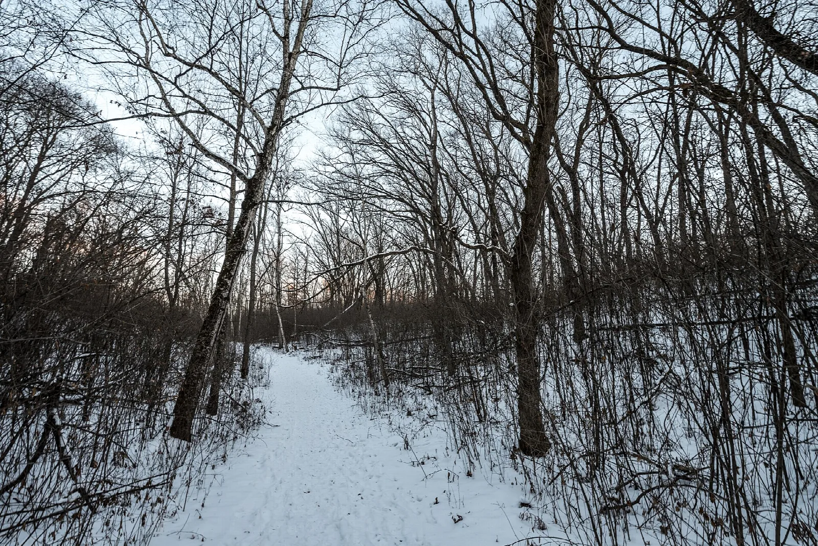 Snowy trail through bare winter woods