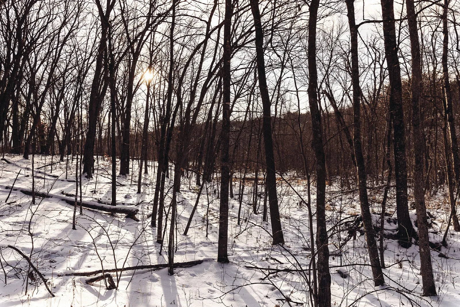Bare dark tree trunks standing in snow in winter woods