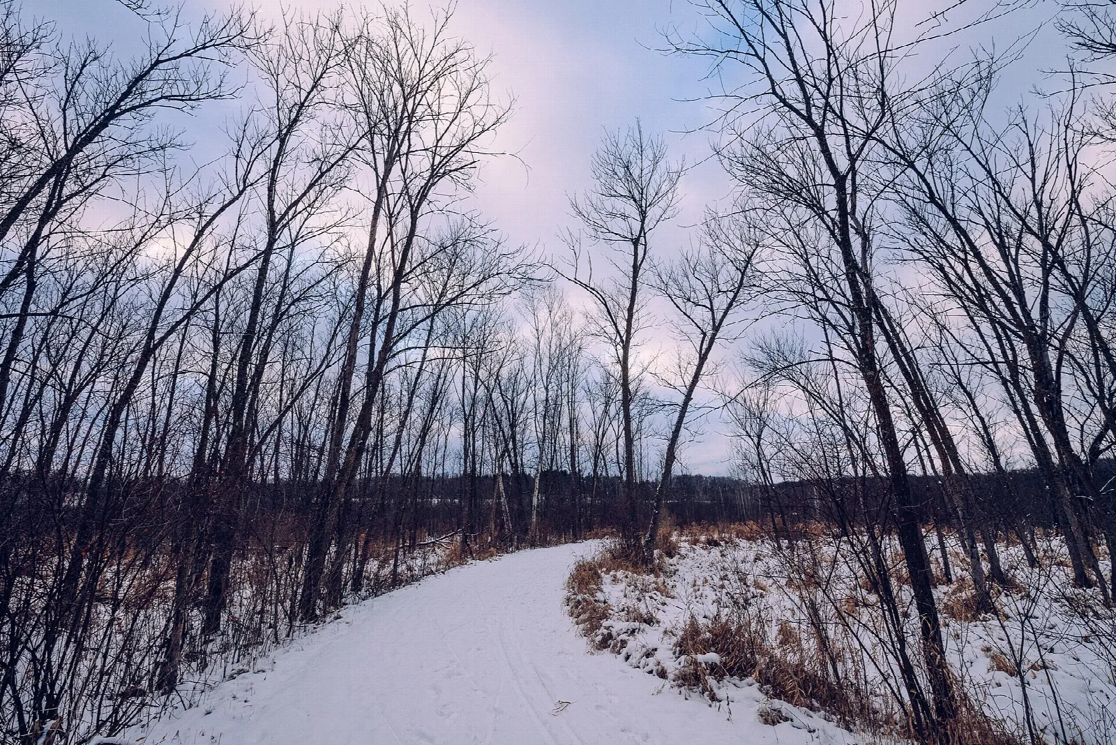 Snow-covered trail curving through bare trees beside open water under a soft sky