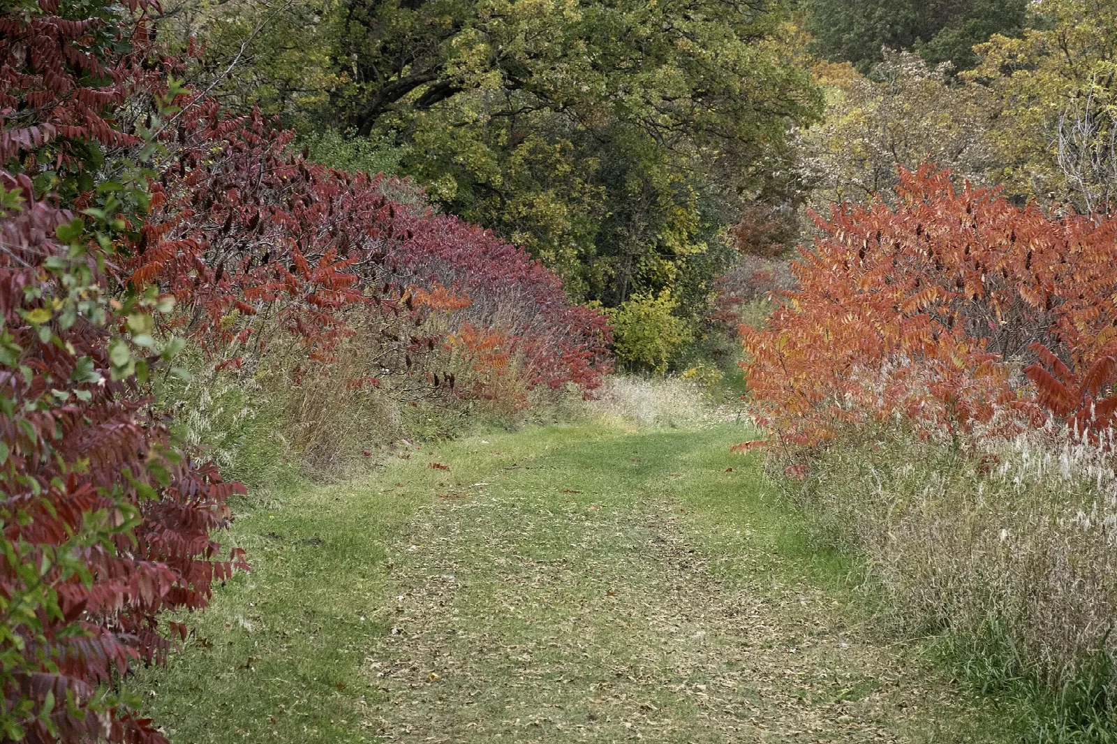Mown grass trail between red and orange autumn shrubs