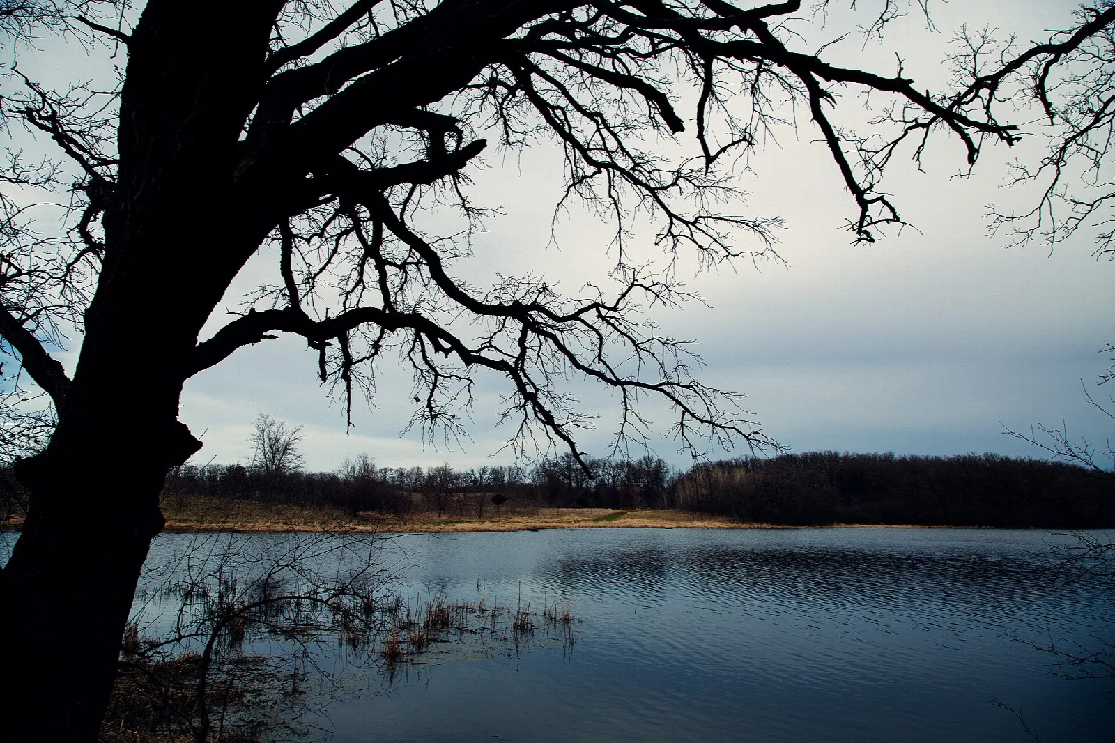 Dark tree silhouette over a still lake and distant shore at dusk