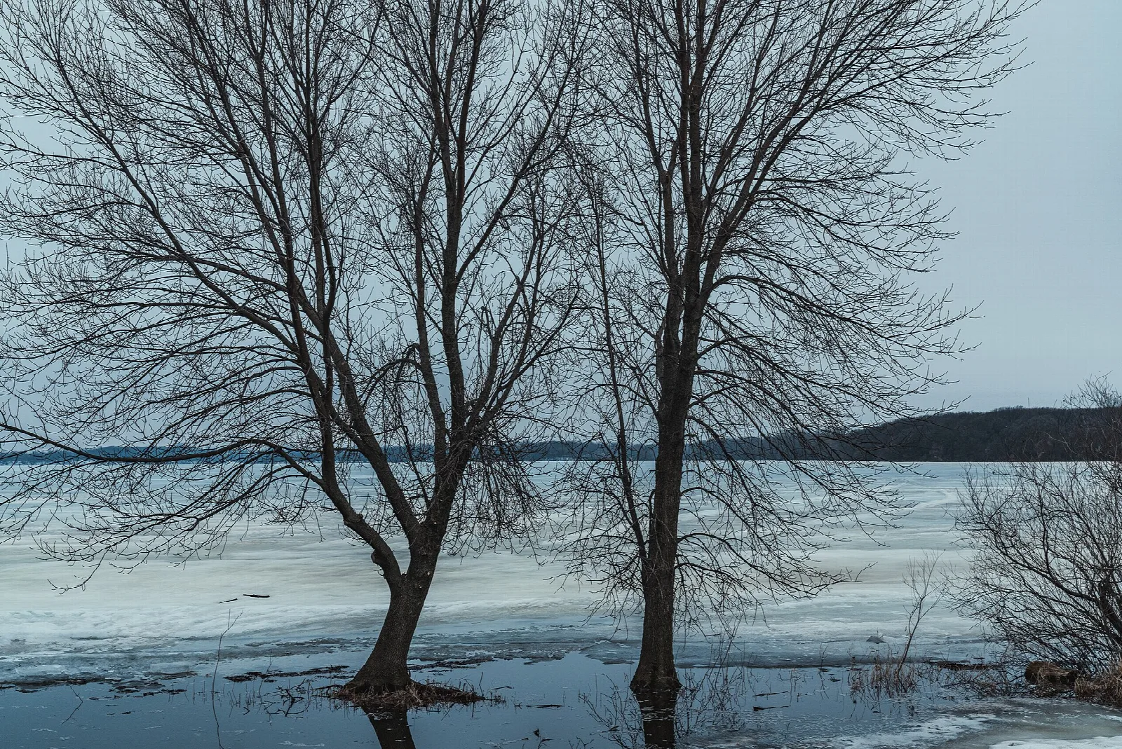 Bare trees standing in icy shallow water beside a lake