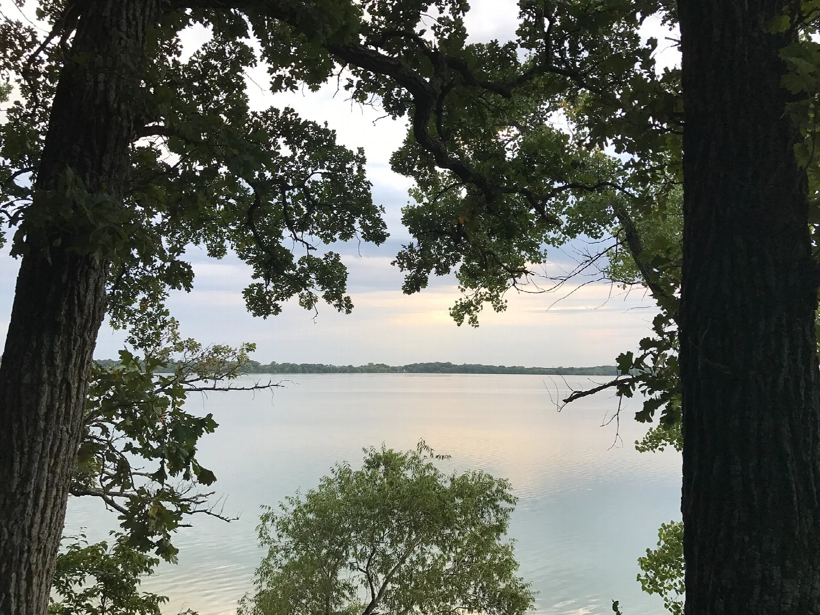 Calm lake seen through oak trunks and branches at sunset