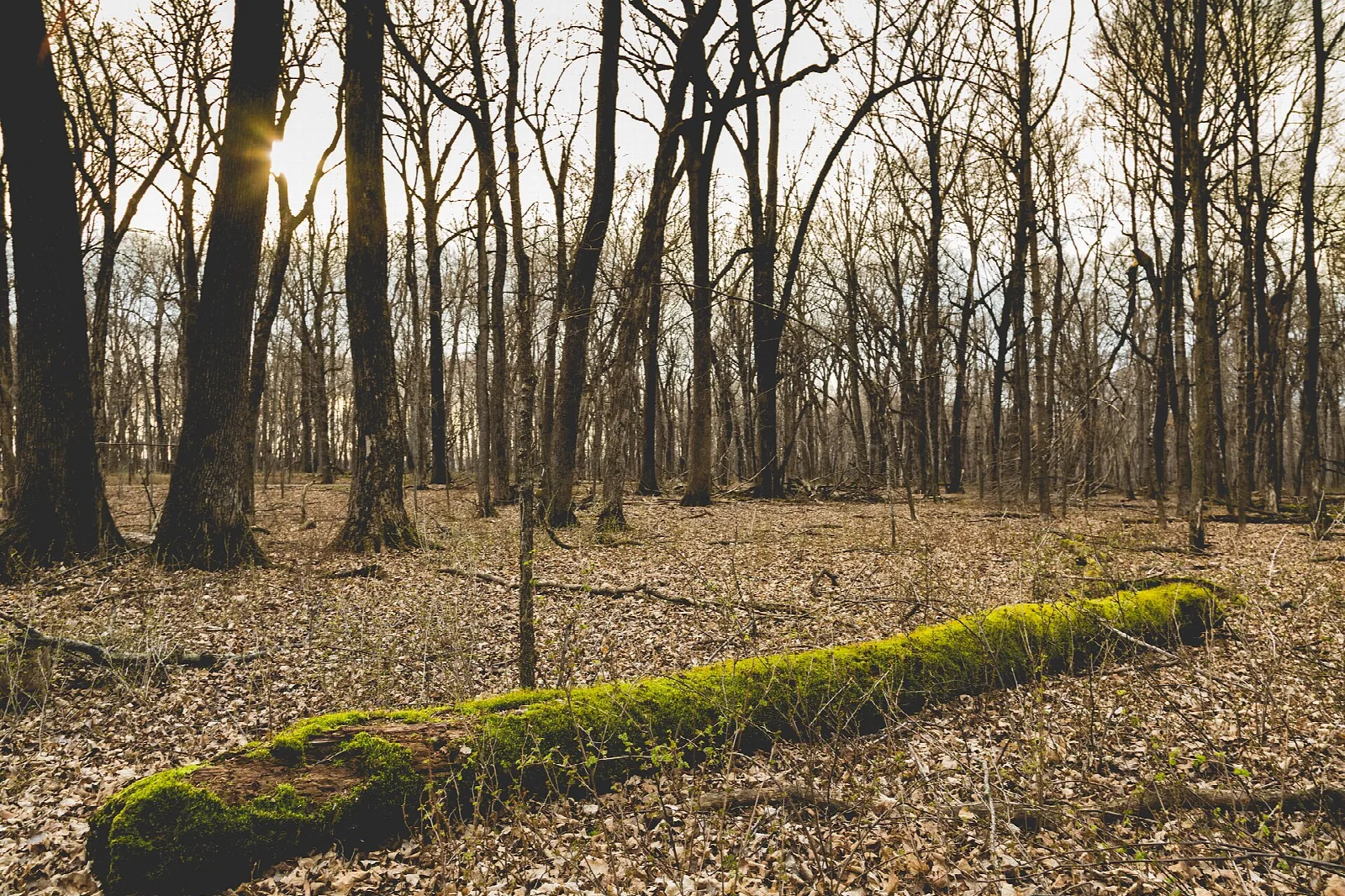 Moss-covered log lying on leaf-covered ground in a bare woodland