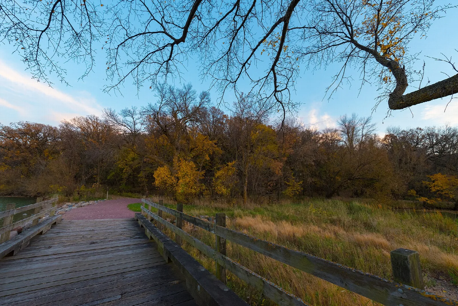 Wooden boardwalk path beside fall-colored trees and grass