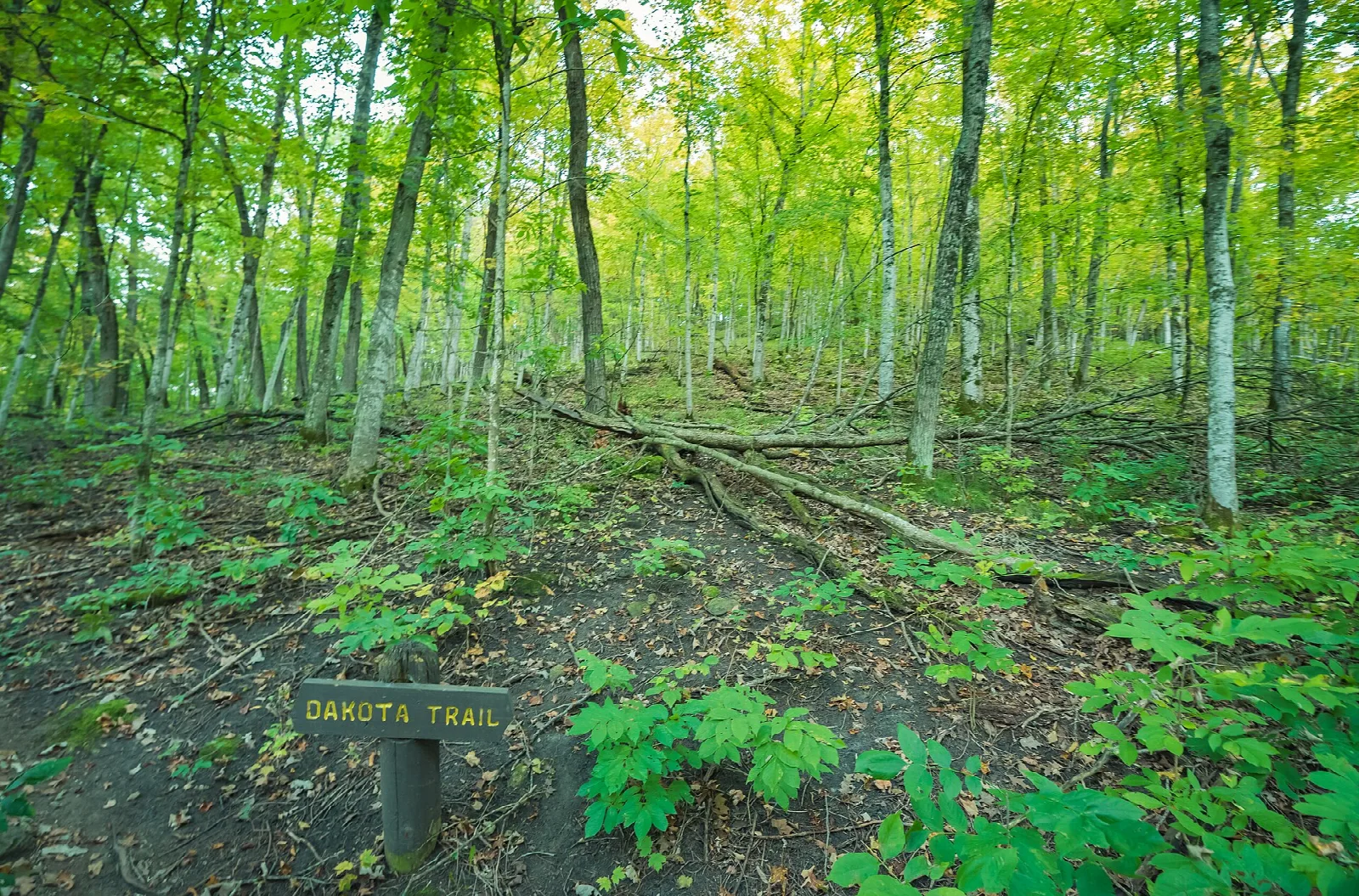 Green forest floor with a trail marker among tall trees