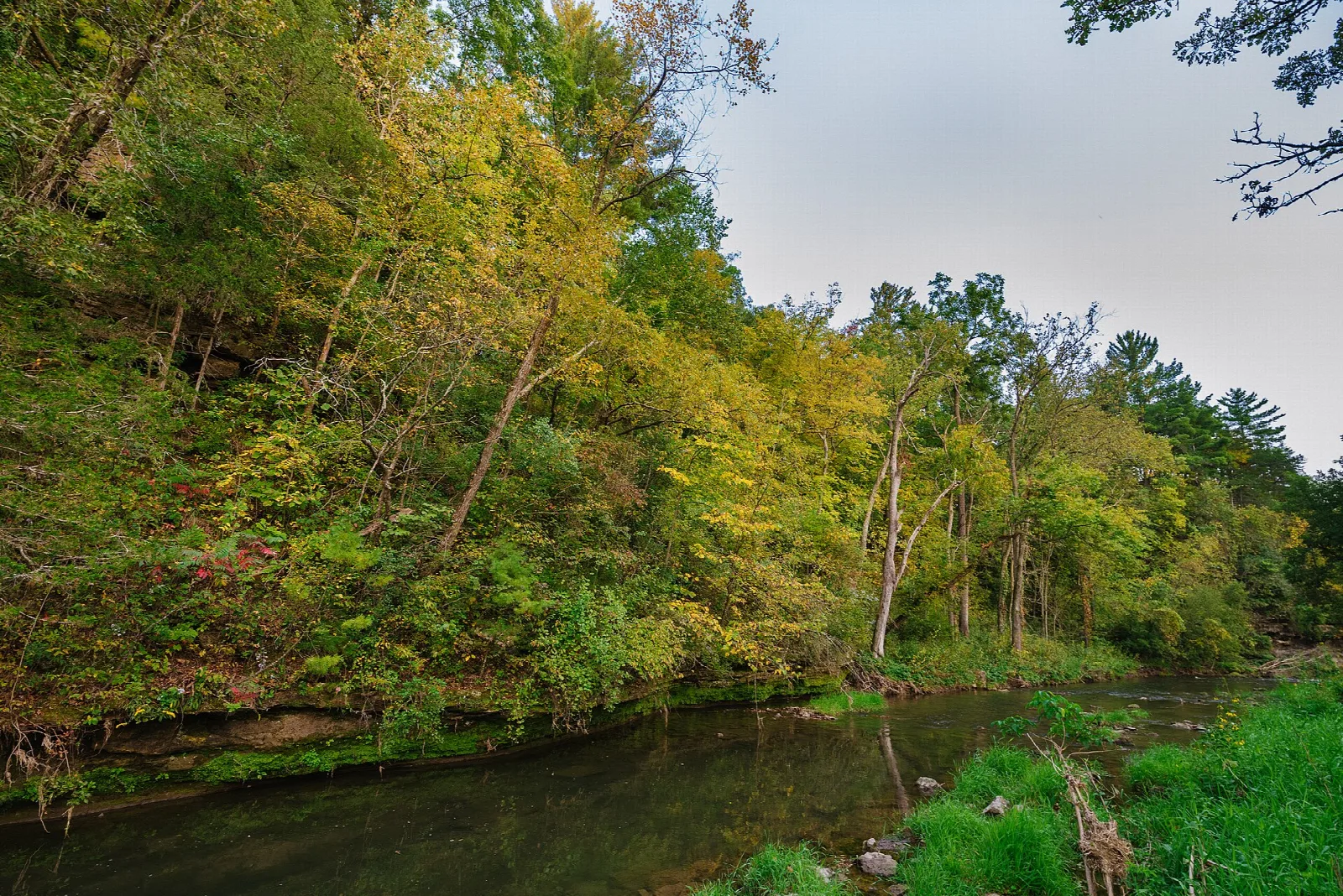 Small river running past a wooded bluff with yellow-green trees