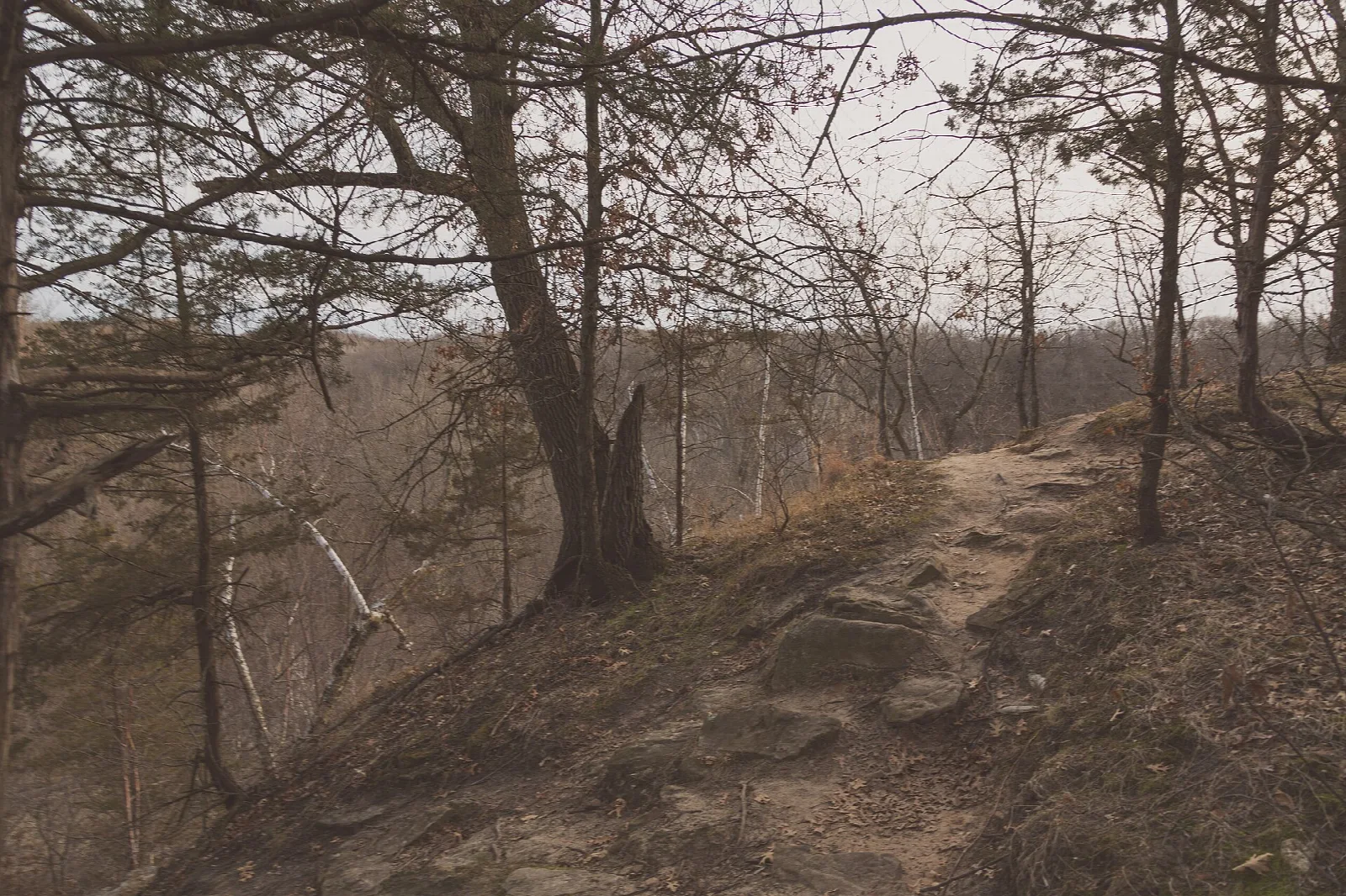 Dirt trail along a bare wooded river bluff