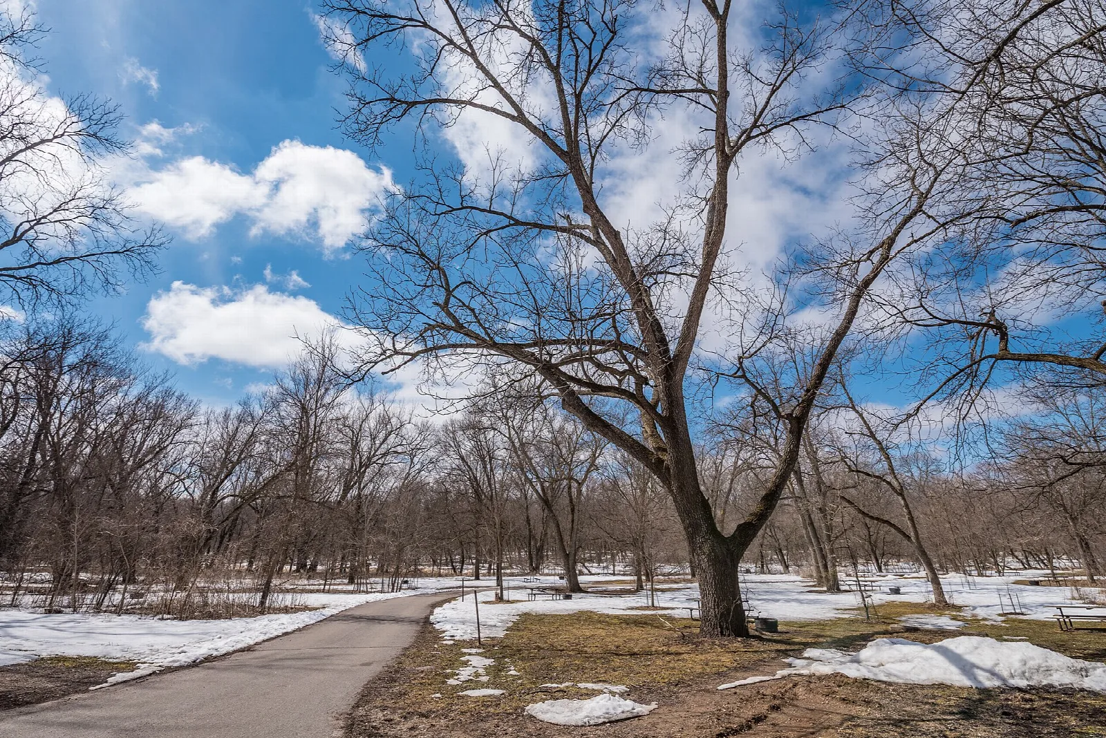 Paved path through bare trees with patches of snow