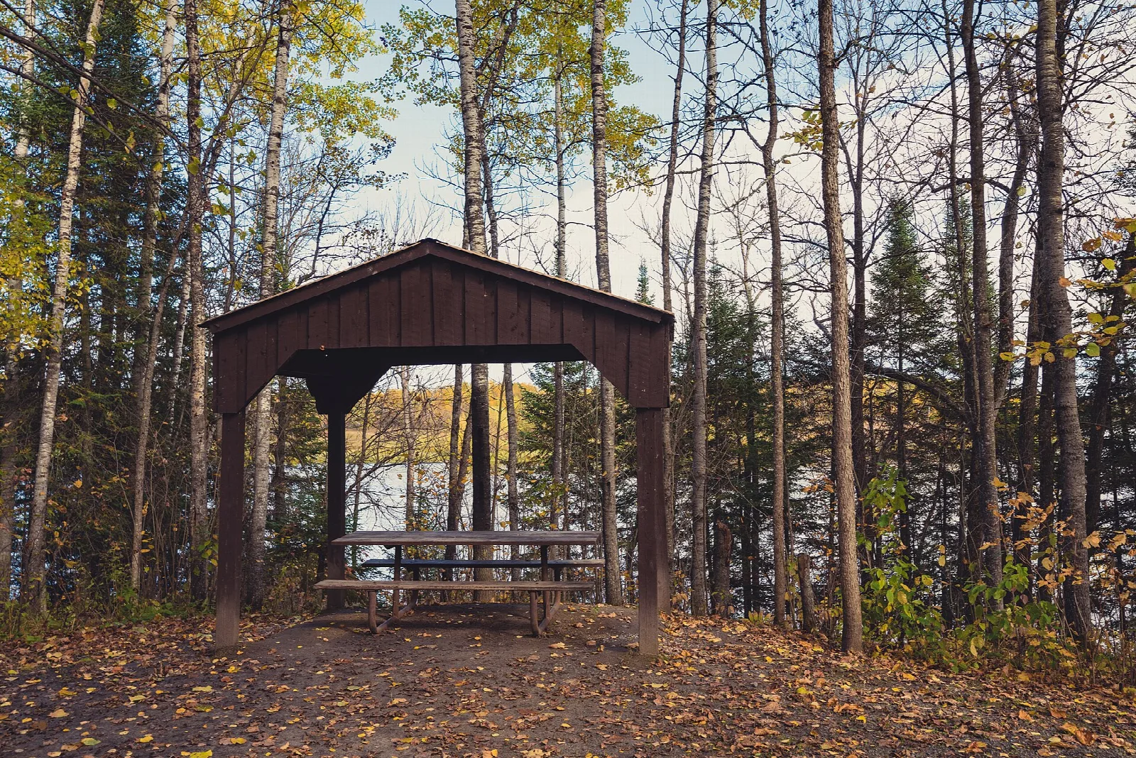 Wooden picnic shelter among bare birch and pine trees