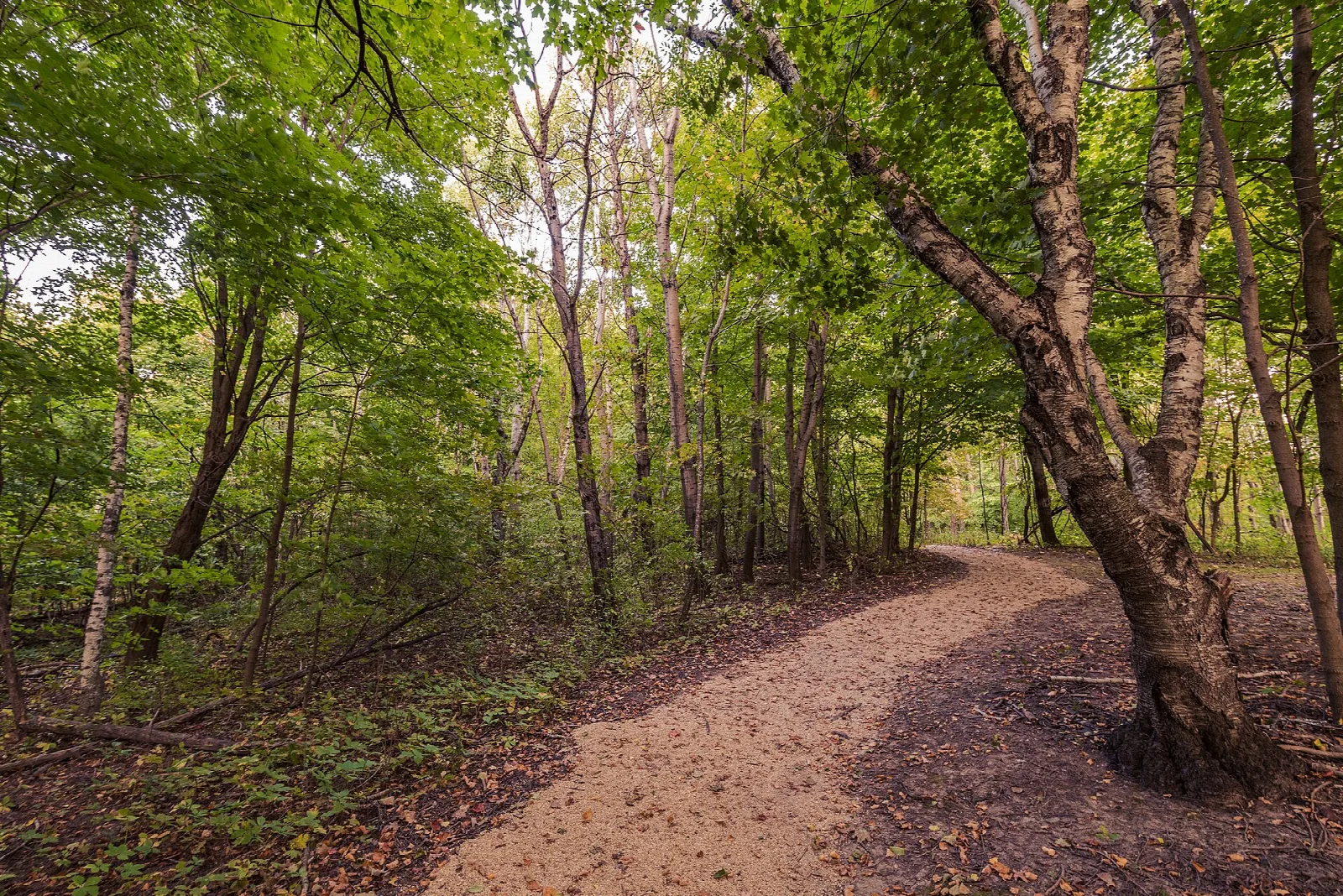 Dirt trail winding through green hardwood forest