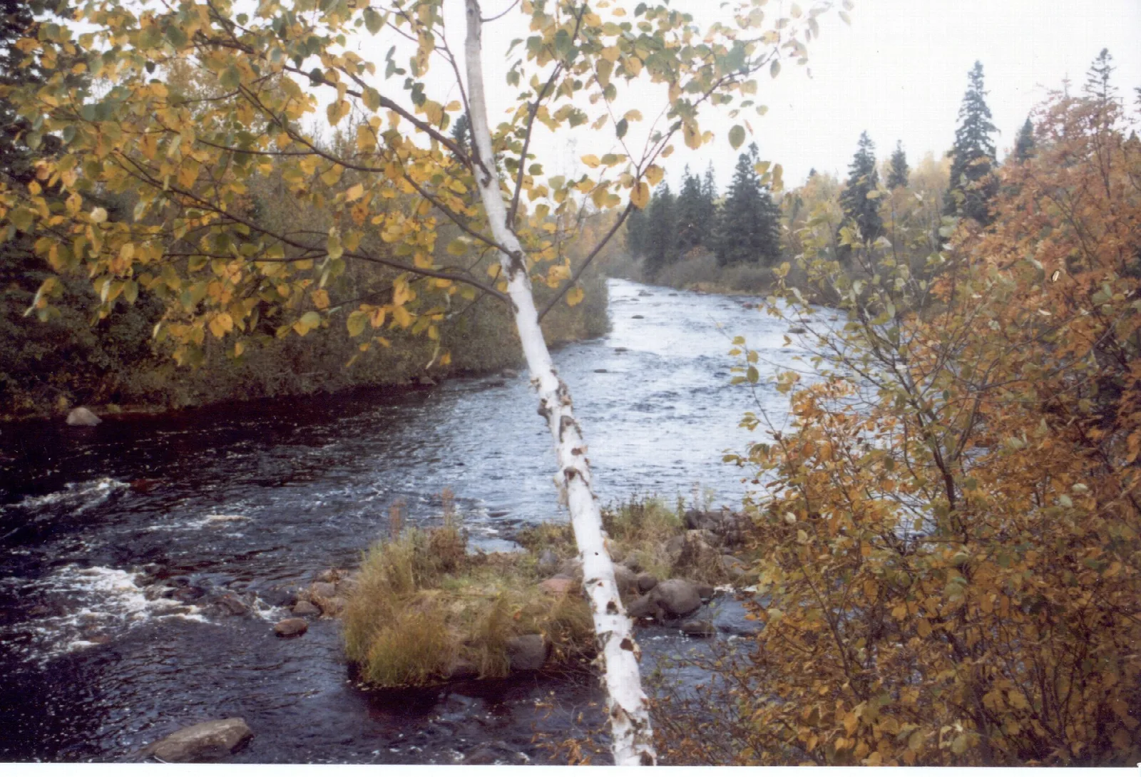 River bend with a white birch and autumn leaves