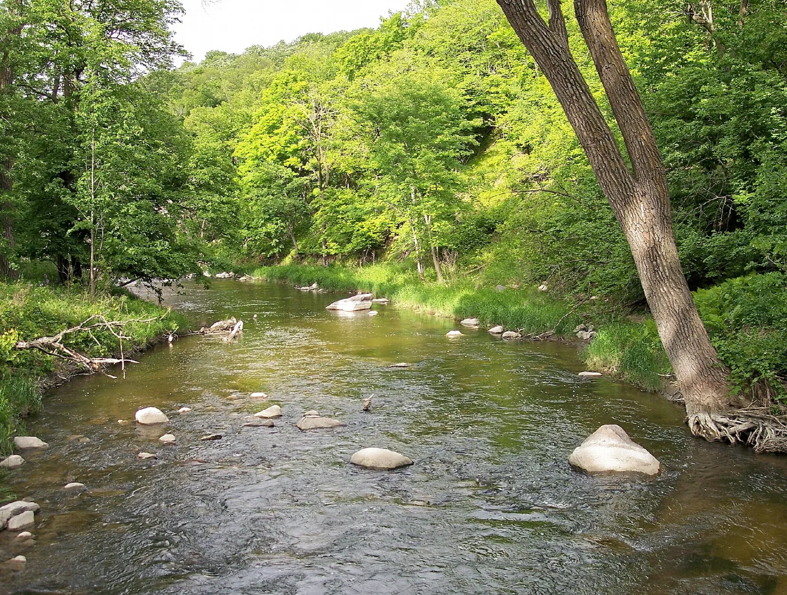 Rocky river running through green woods