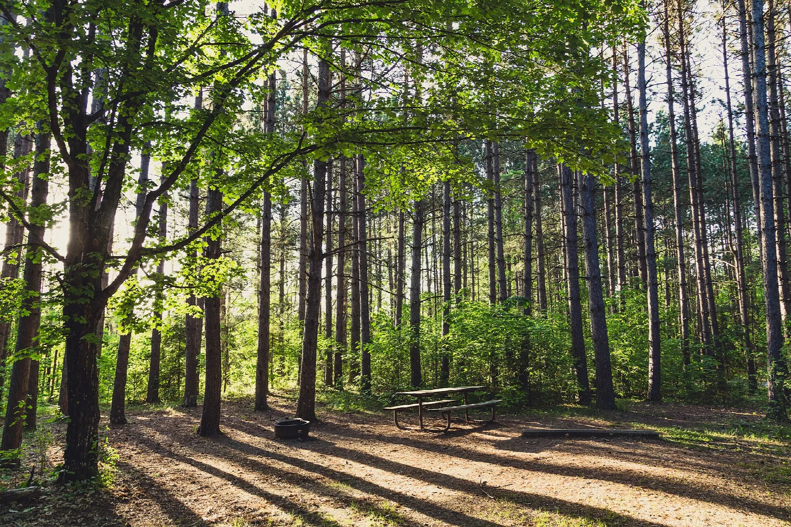 Camp area with picnic table among tall pines in dappled light