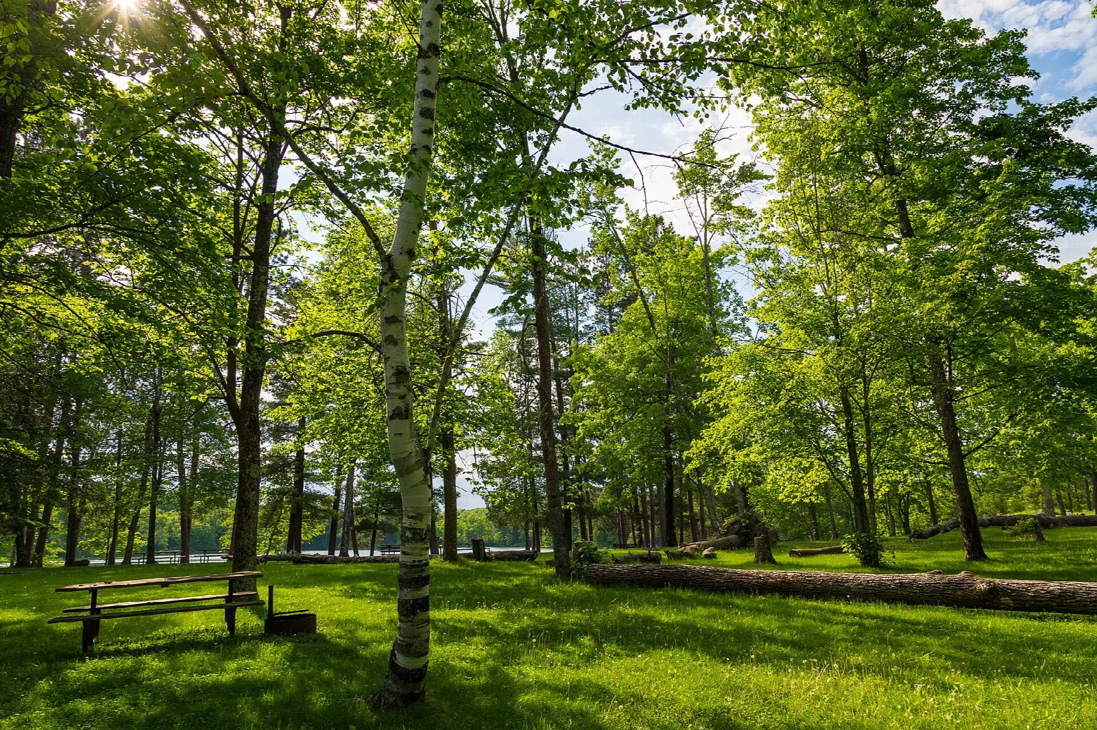 Green lawn with a picnic table under birch and other trees