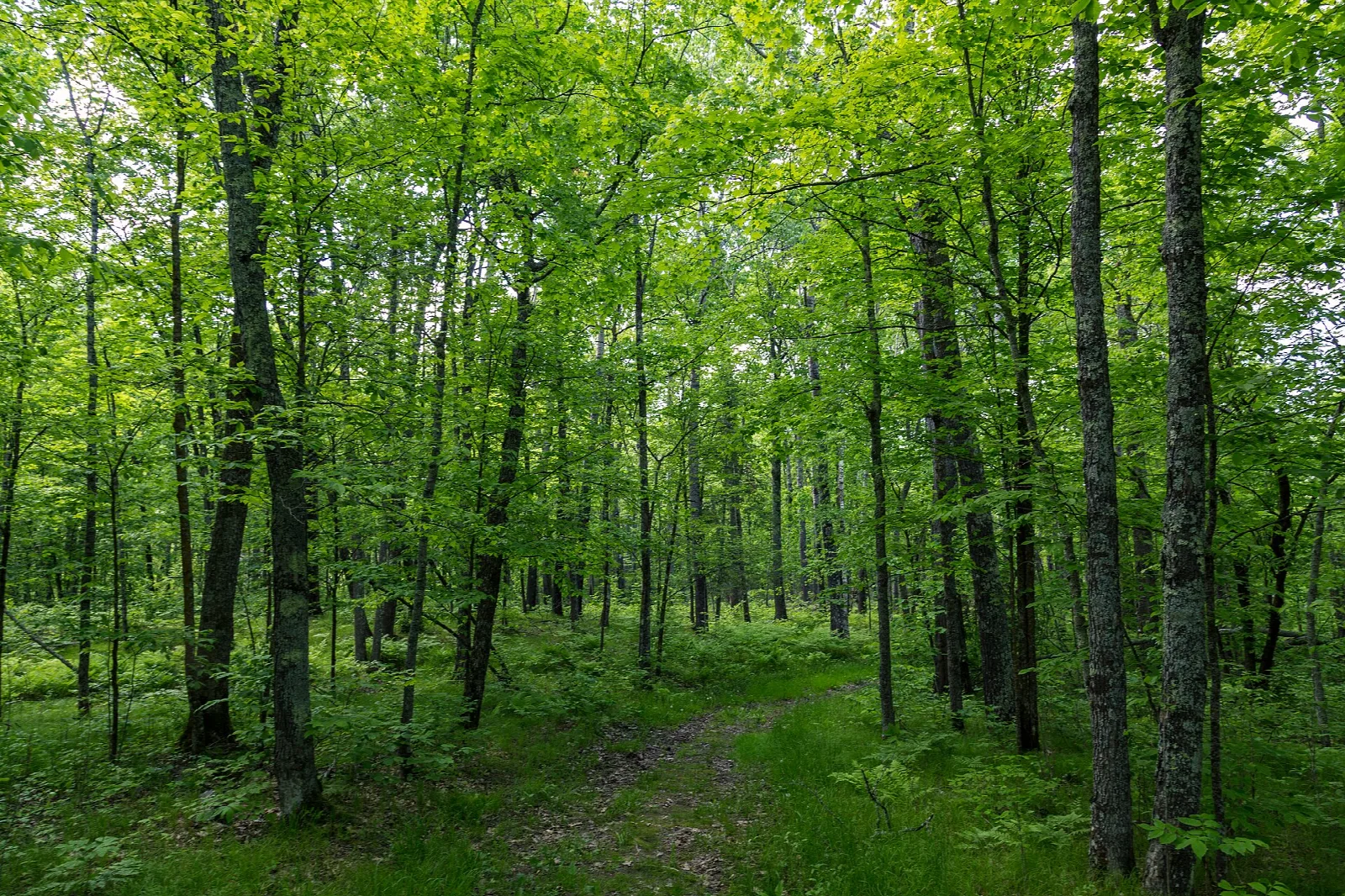 Mown trail through bright green forest