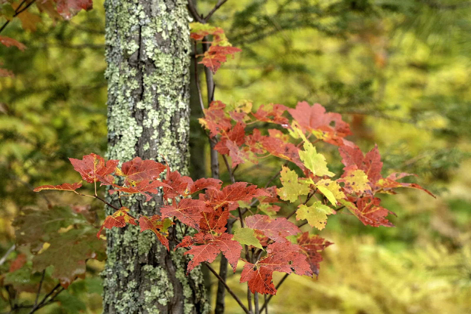 Red maple leaves on a lichen-covered tree trunk