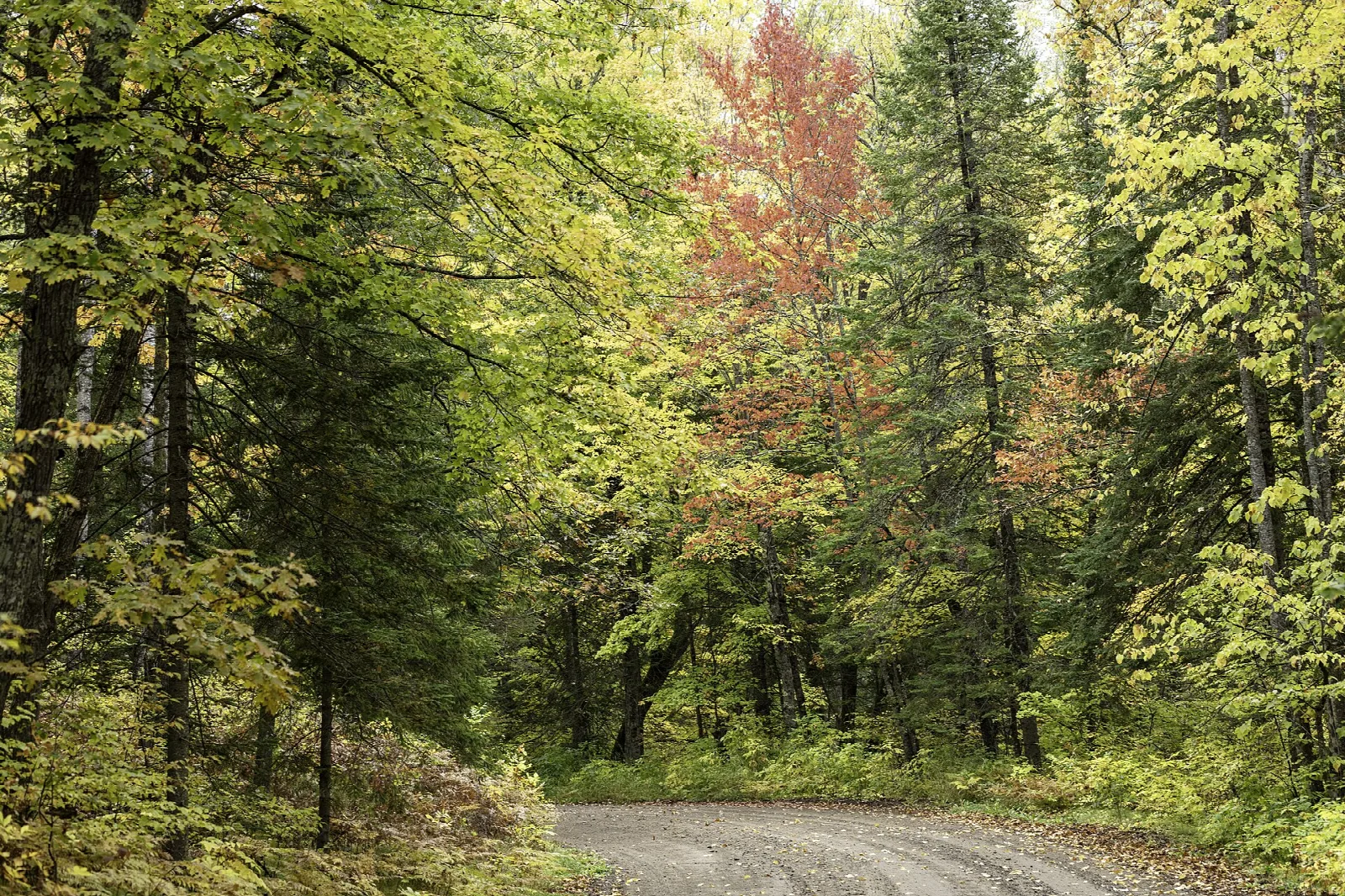 Gravel road through a green and orange forest