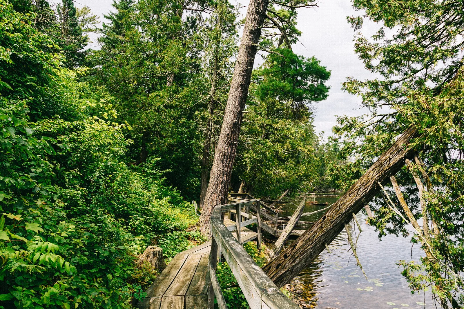 Wooden boardwalk leaning over the edge of a lake among trees