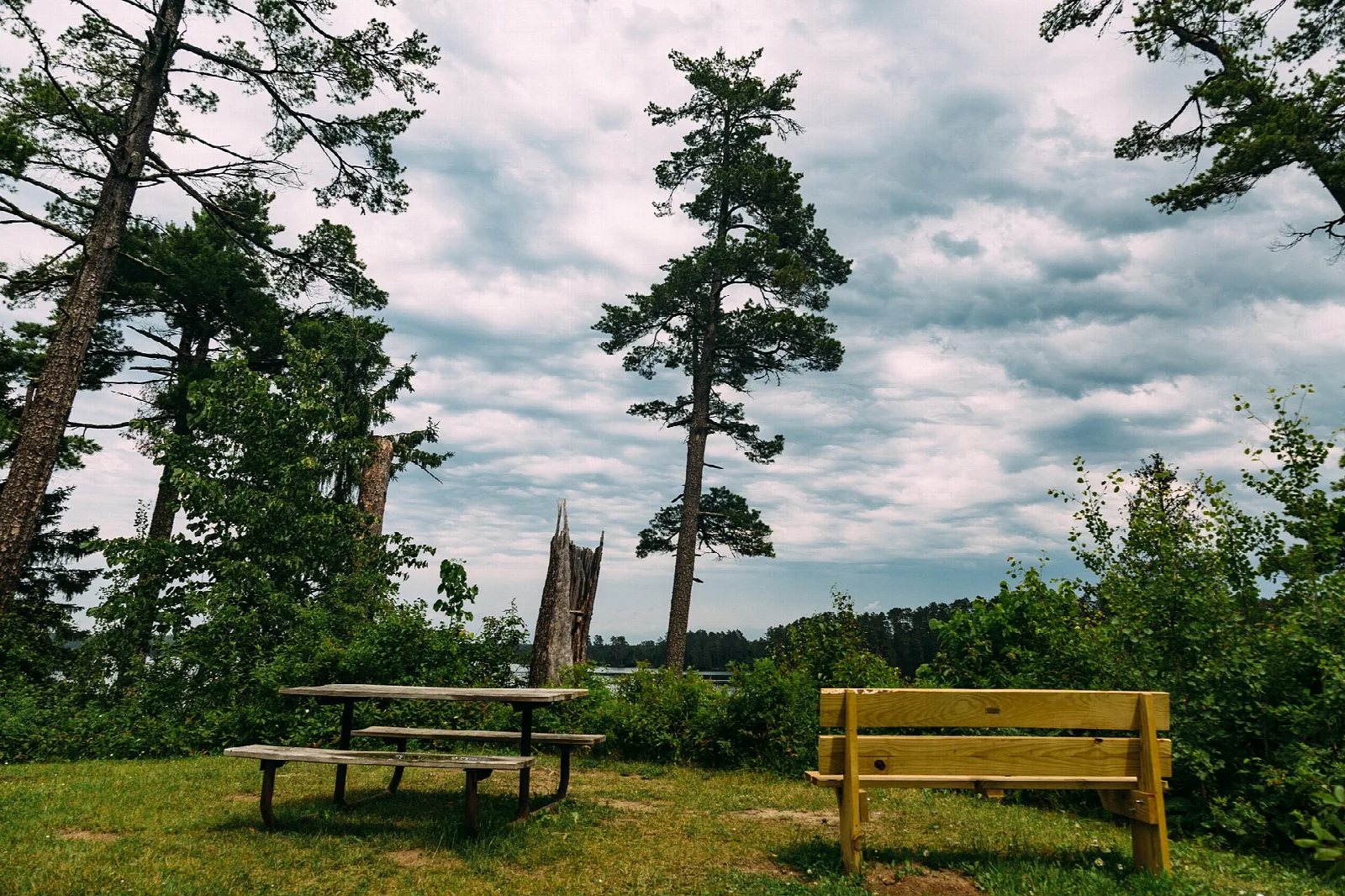 Picnic table and bench in a grassy clearing with pines