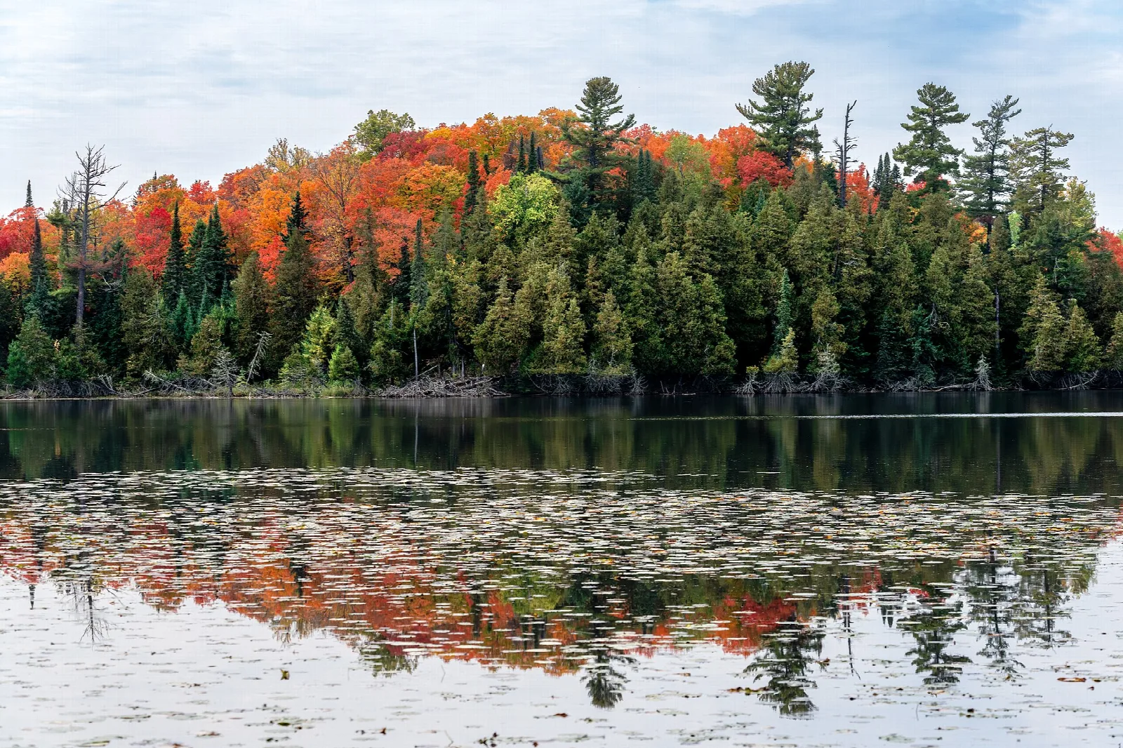 Orange and red fall trees along a lake shore with lily pads