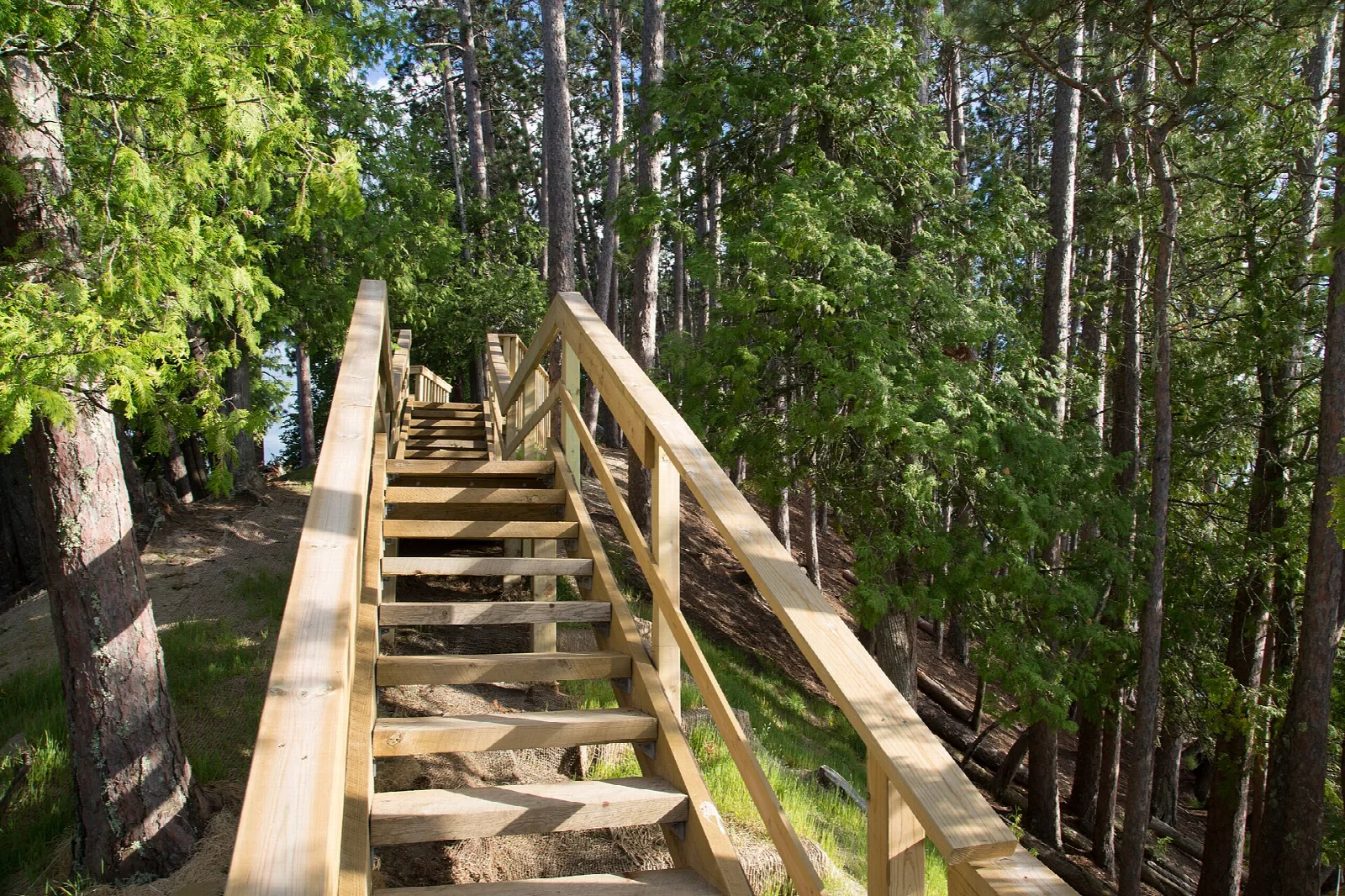 Wooden staircase going down through tall trees toward the water