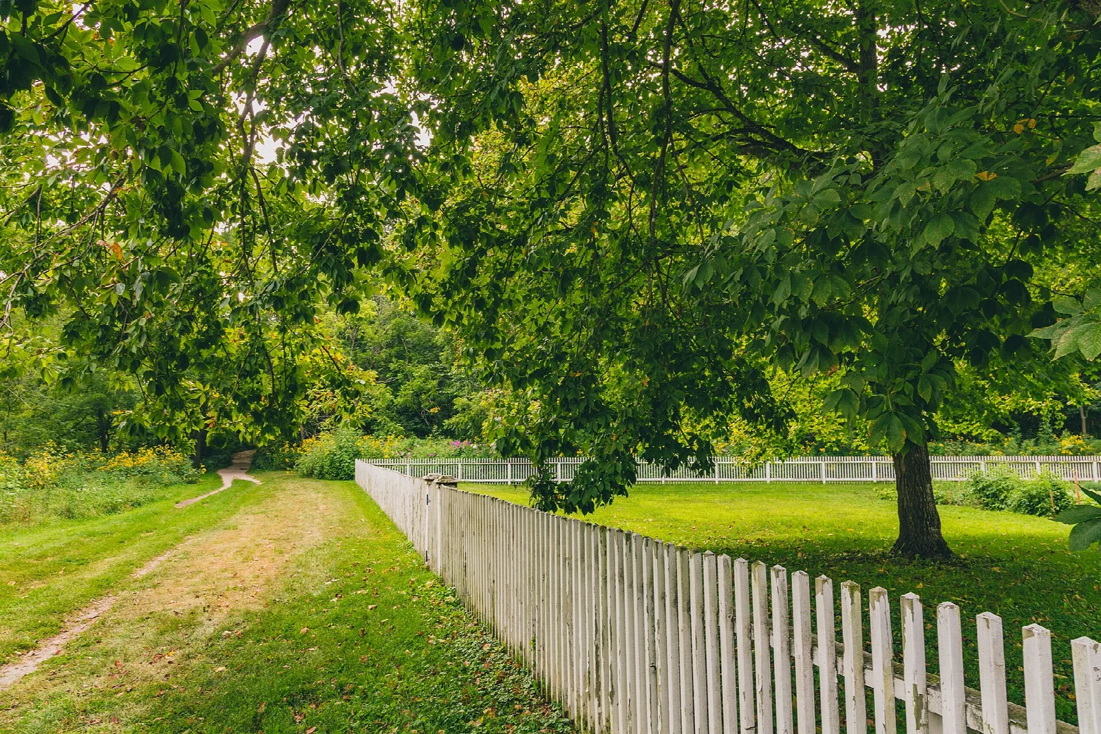Mown path beside a white picket fence under trees
