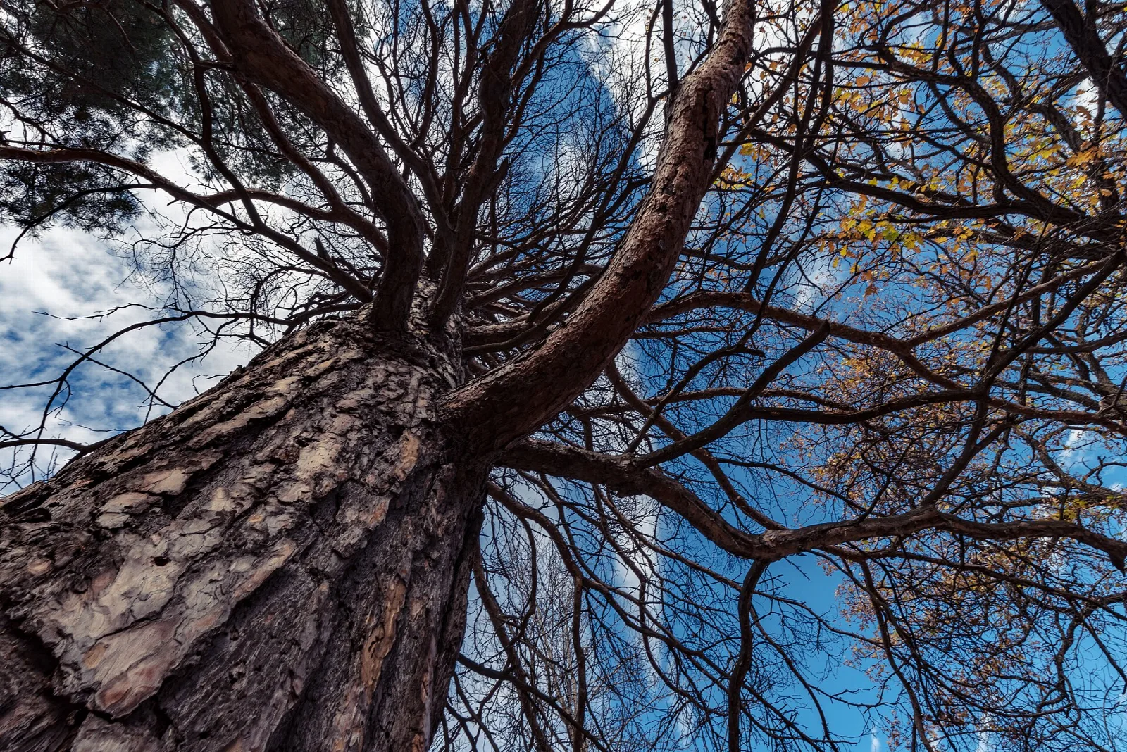 Scots pine trunk and bare branches seen from below against a blue sky